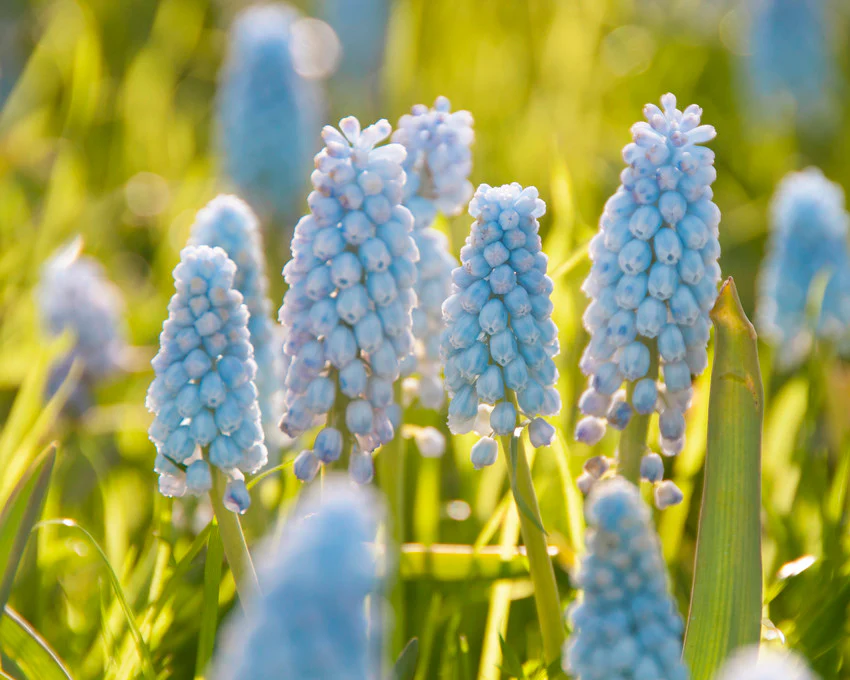 Muscari 'Baby's Breath' - Image 2