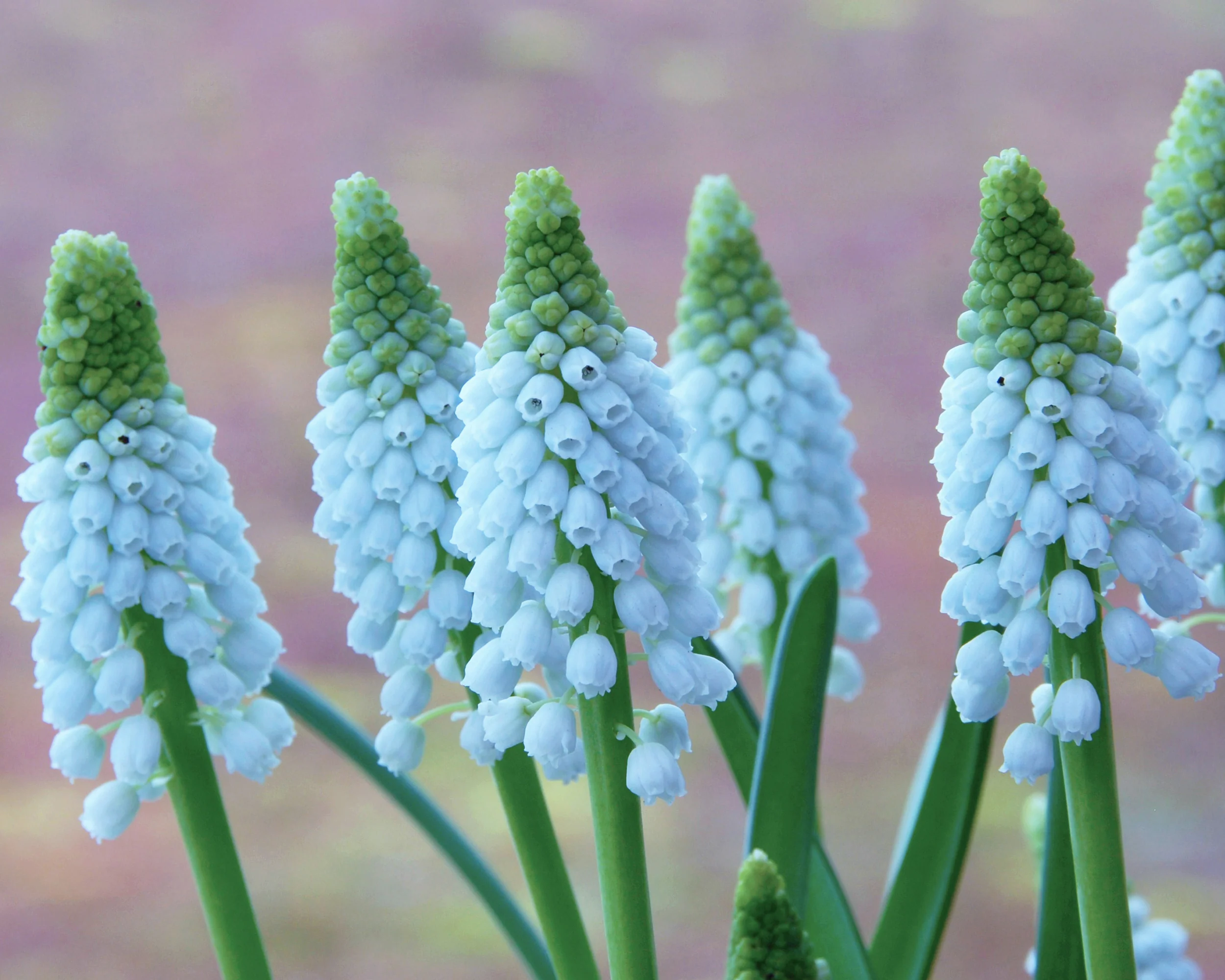 Muscari 'Baby's Breath' - Image 3