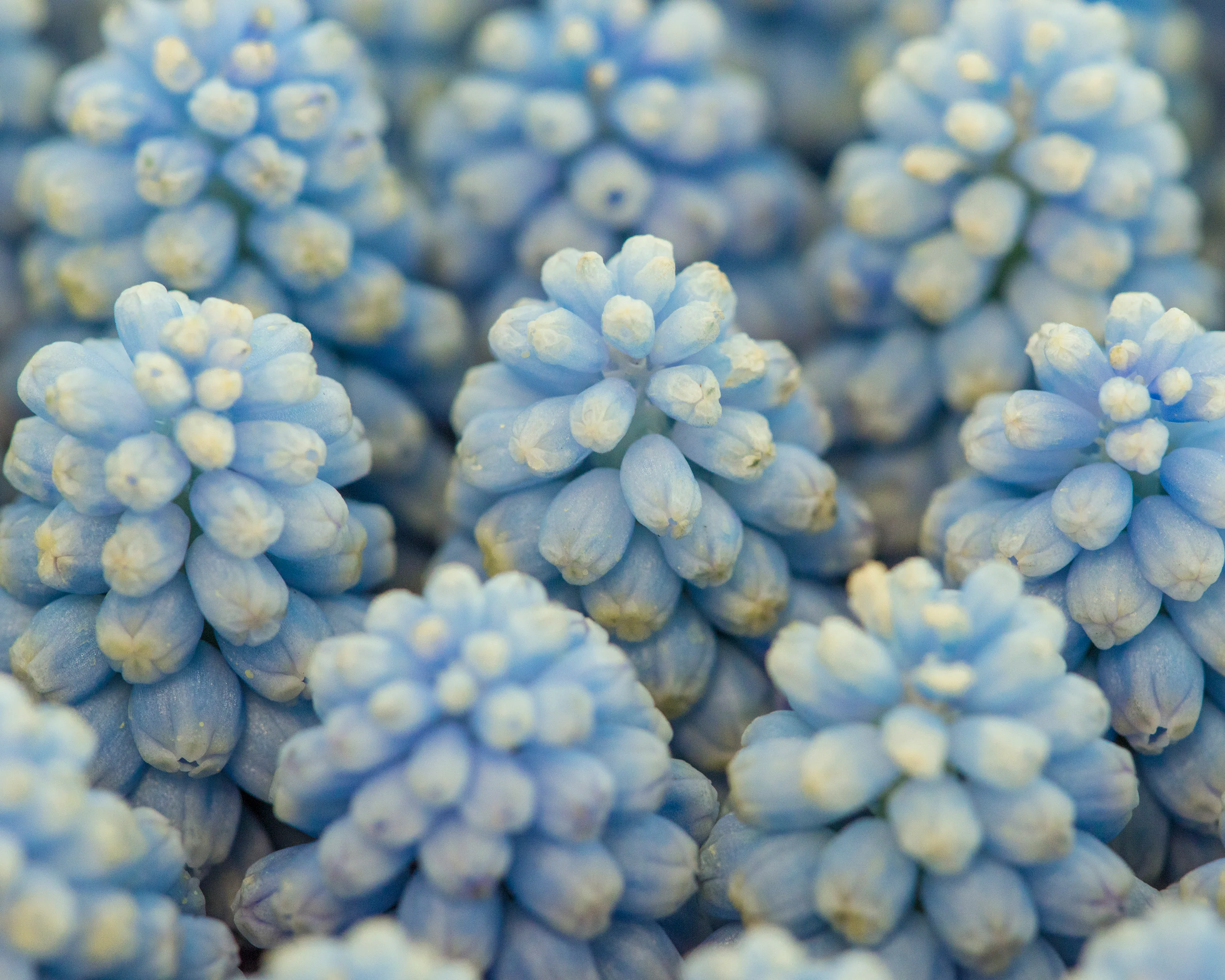 Muscari 'Baby's Breath' - Image 7