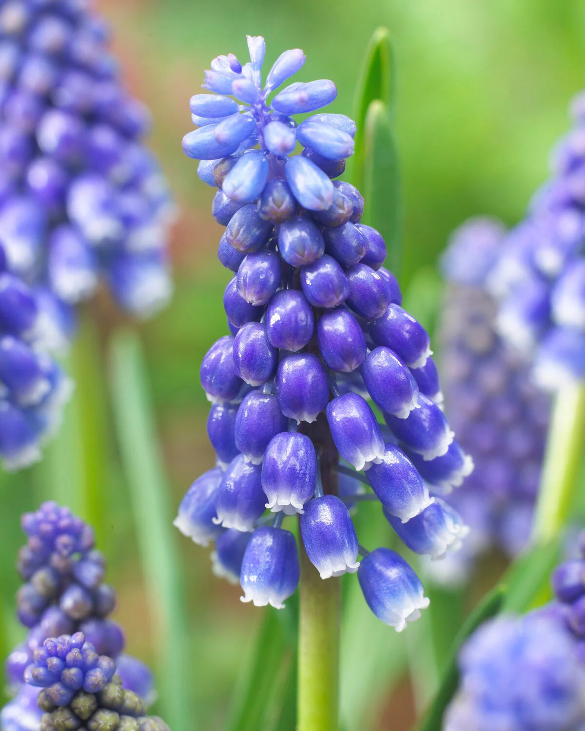 Muscari 'Bling Bling' - Image 2