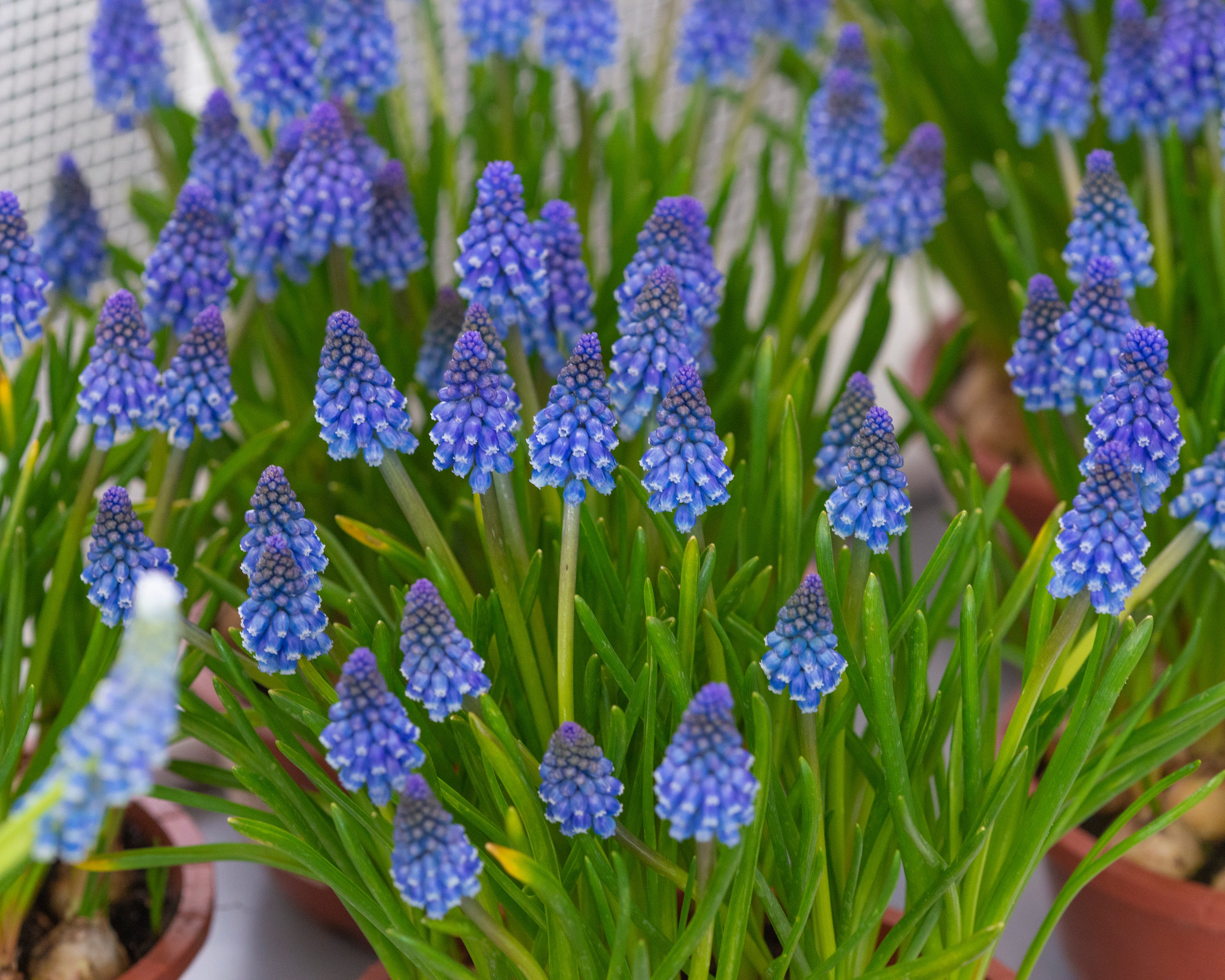 Muscari 'Bling Bling' - Image 6
