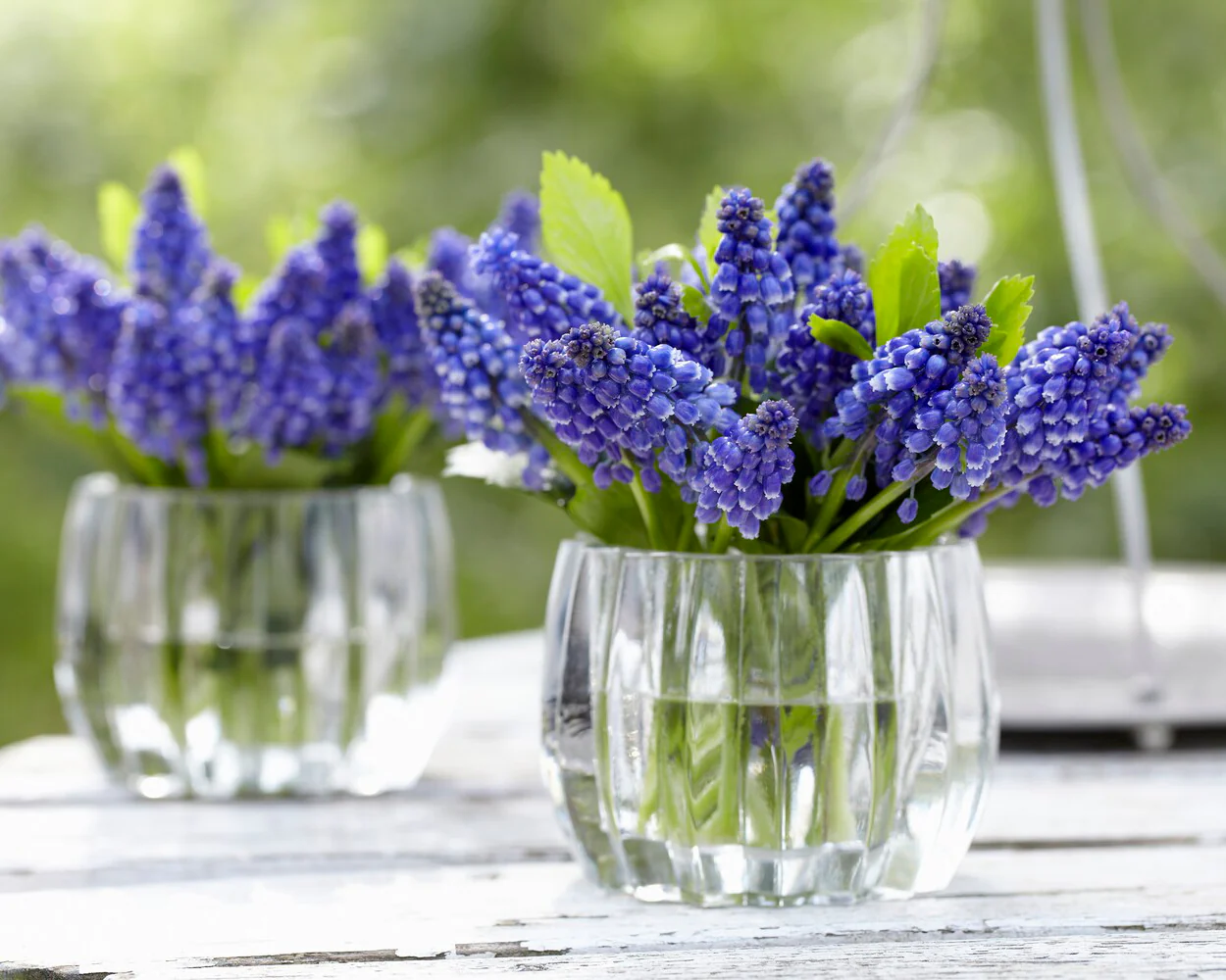 Muscari 'Bling Bling' - Image 7