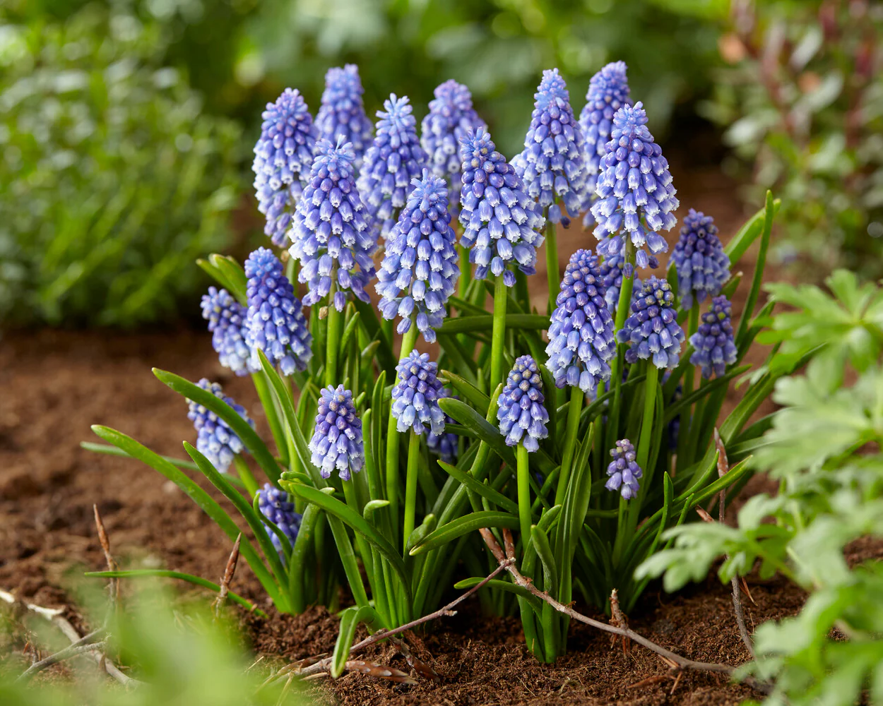 Muscari 'Bling Bling' - Image 9