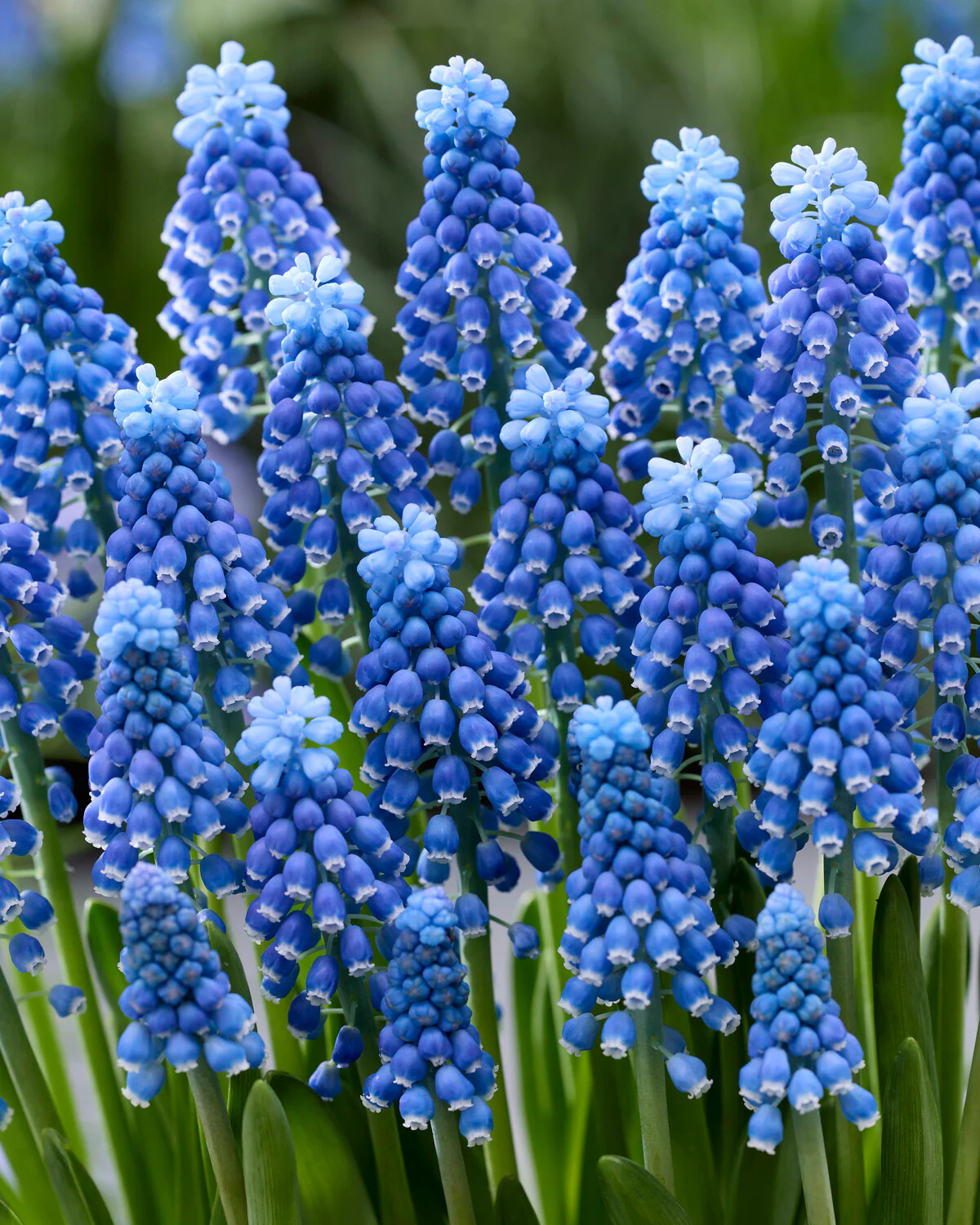 Muscari 'Blue Moon' - Image 2