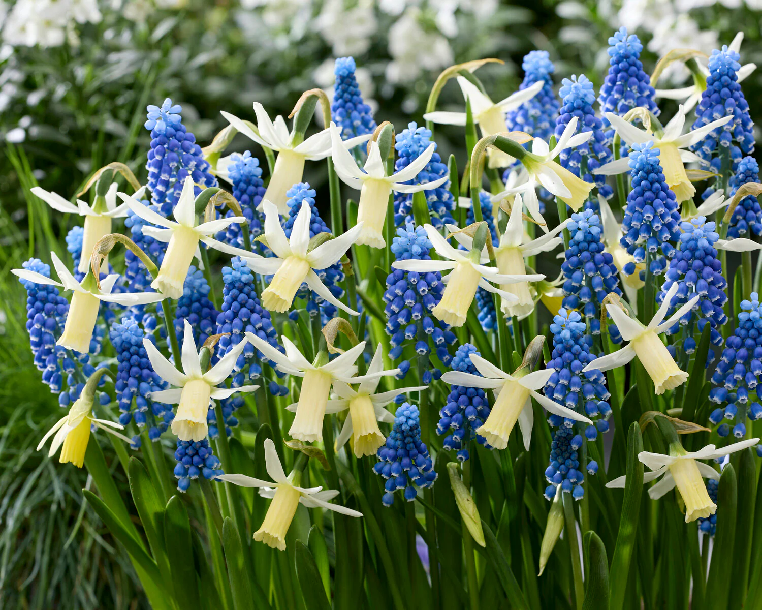 Muscari 'Blue Moon' - Image 4