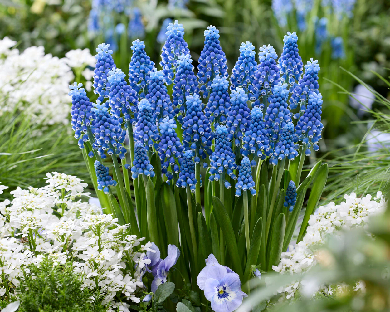Muscari 'Blue Moon' - Image 6
