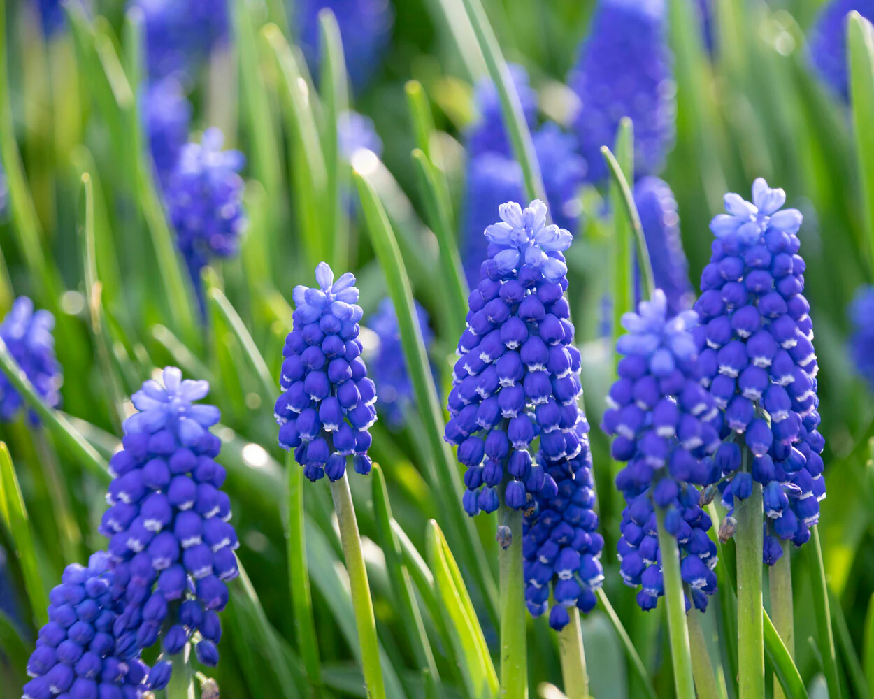 Muscari 'Blue Moon' - Image 7