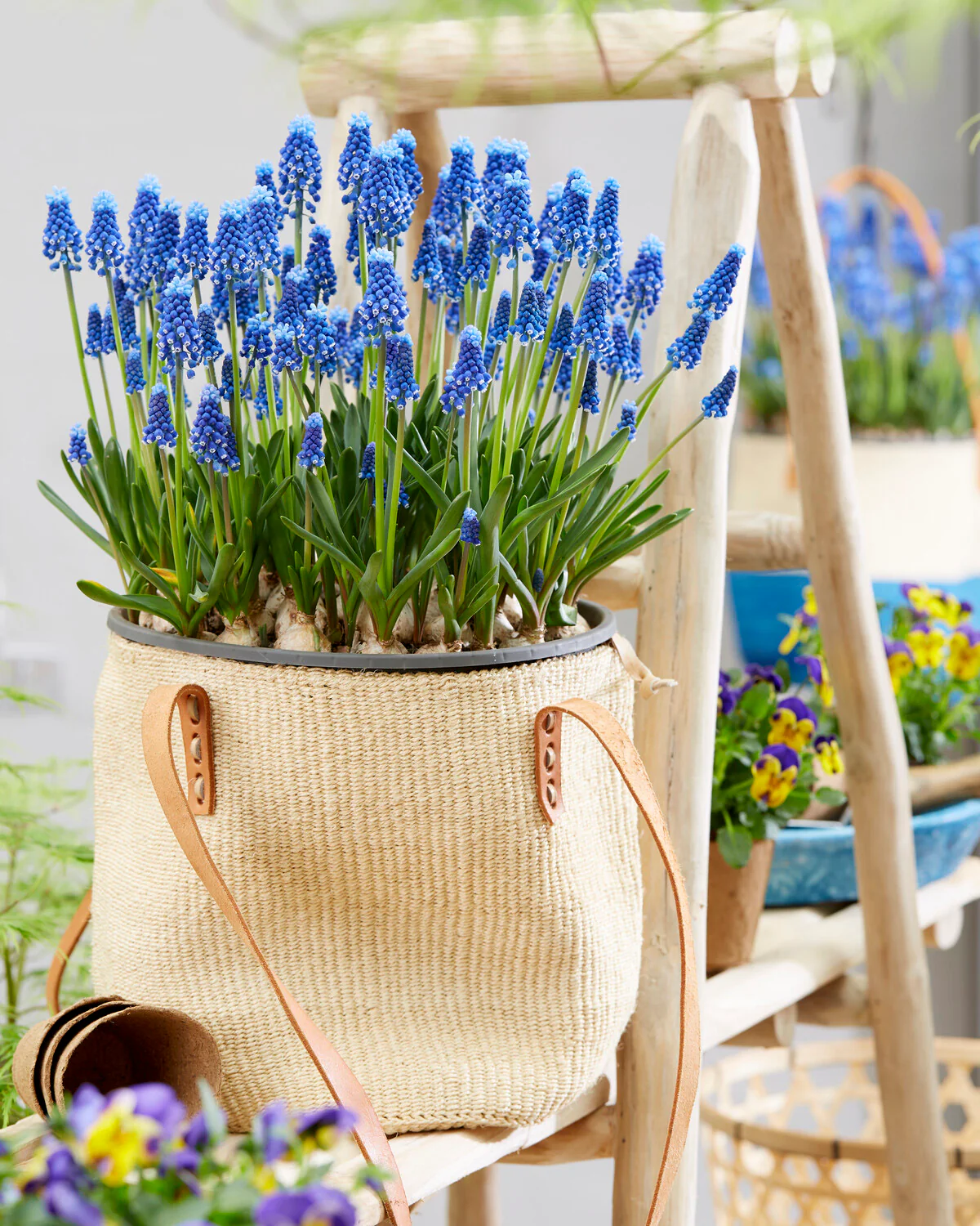 Muscari 'Blue Moon' - Image 8