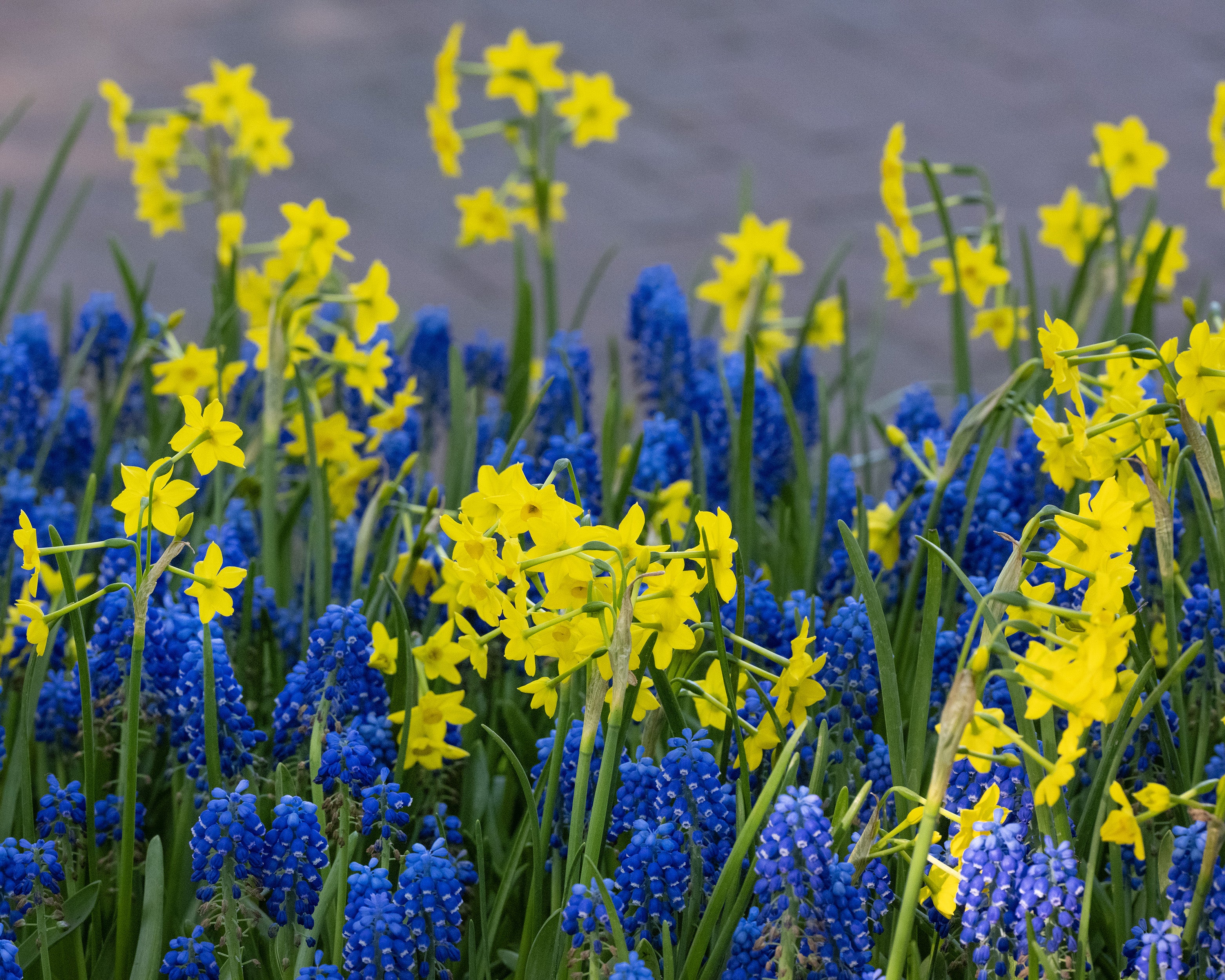 Muscari 'Blue Moon' - Image 9