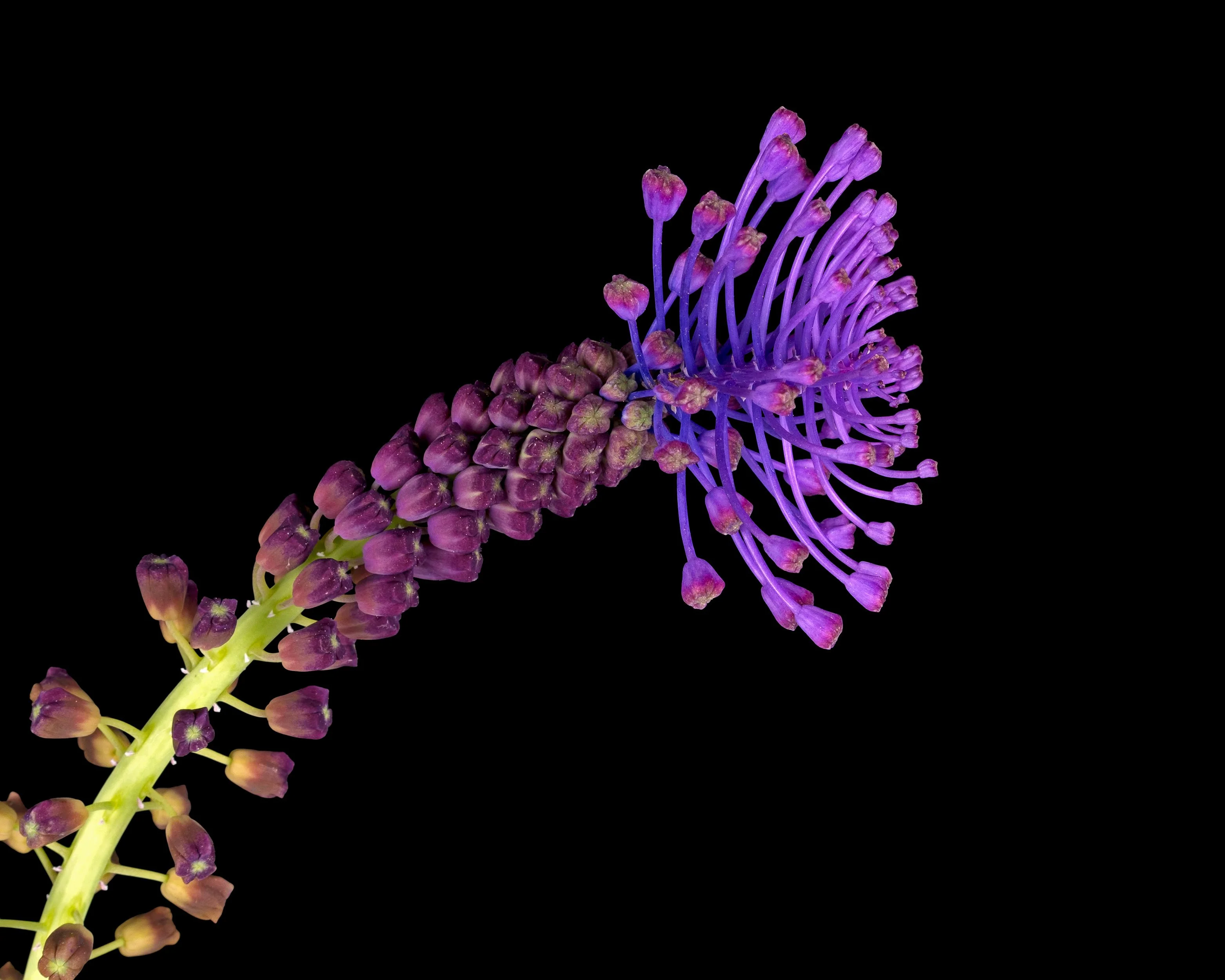 Muscari comosum - Image 3
