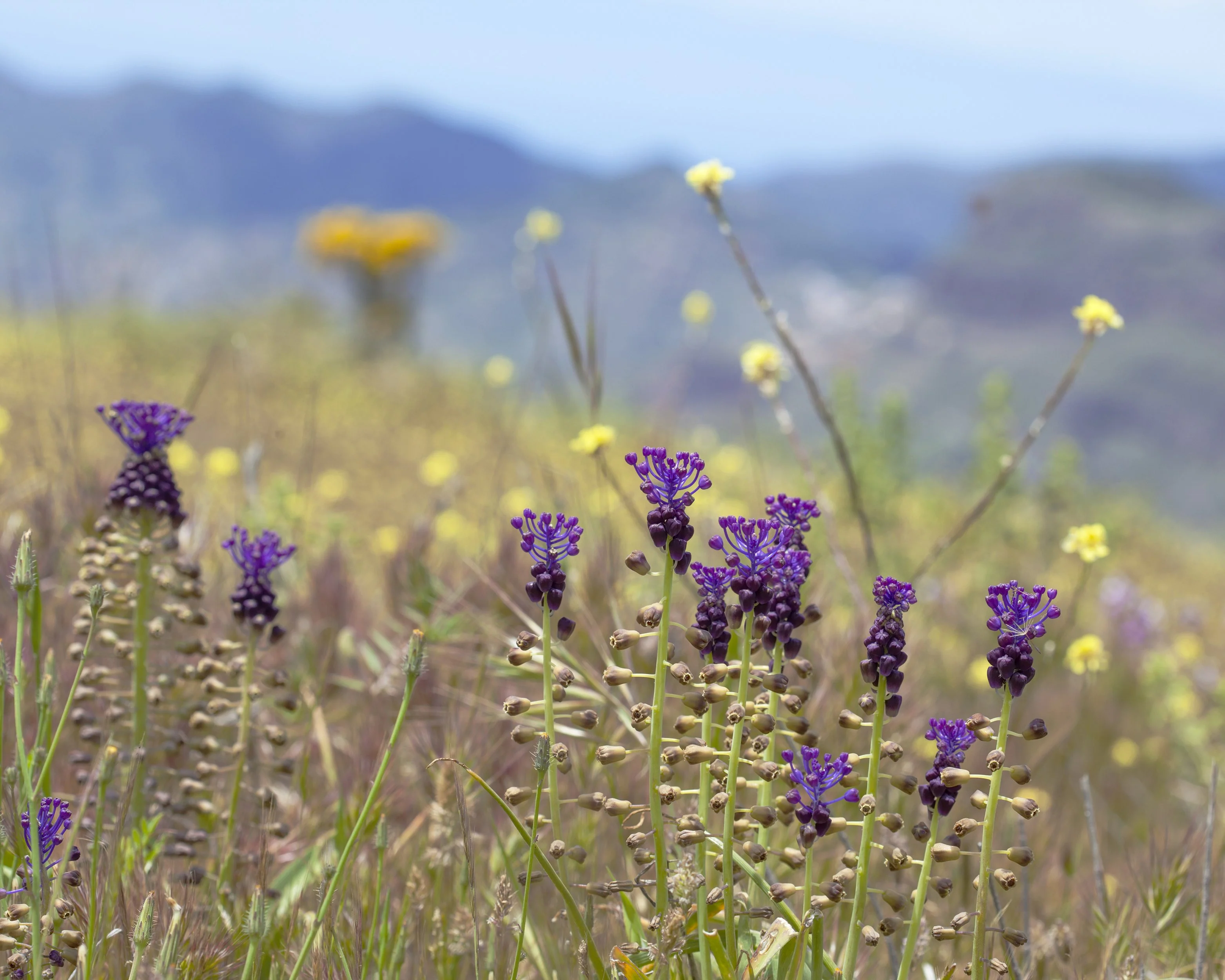 Muscari comosum - Image 4