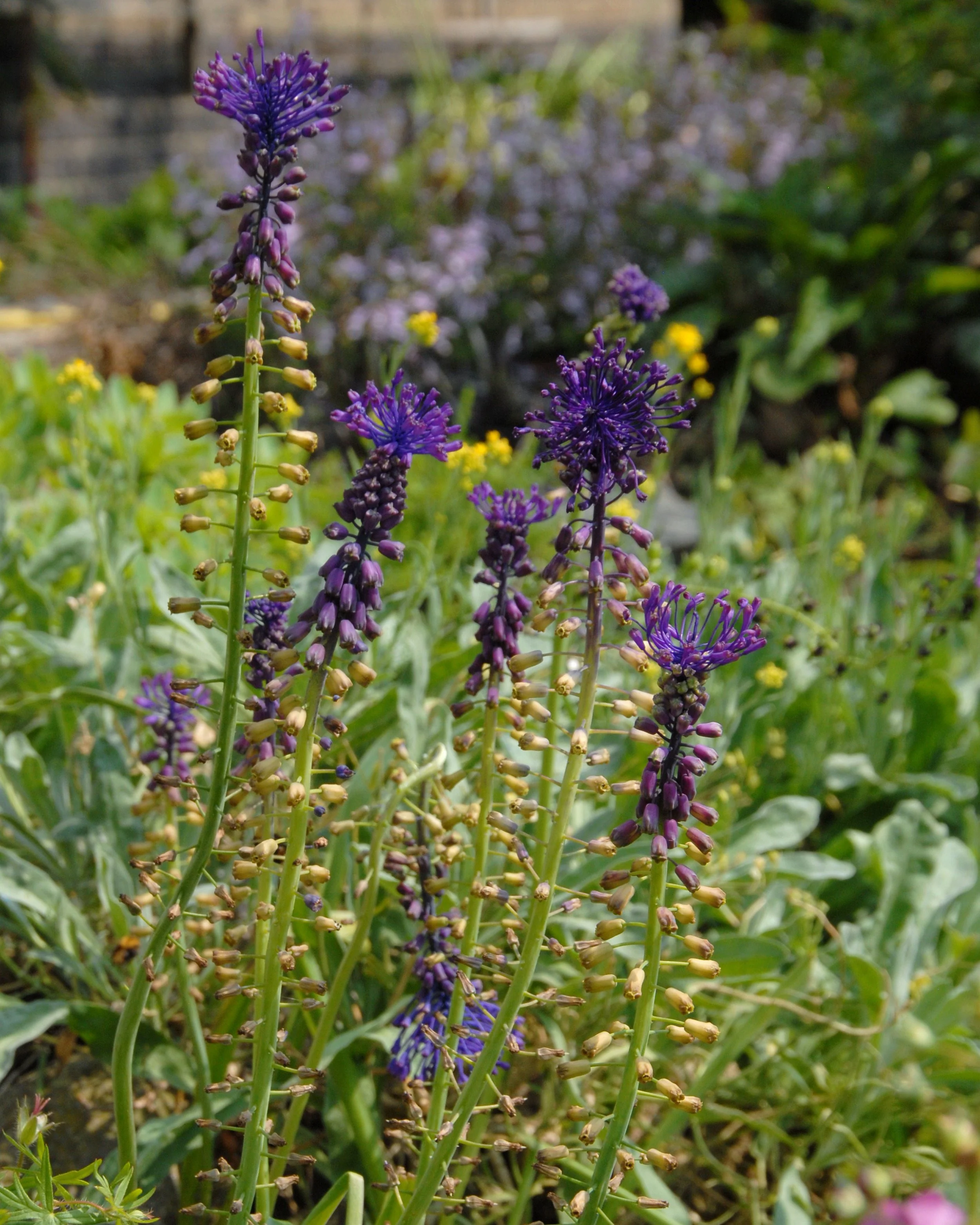 Muscari comosum - Image 5