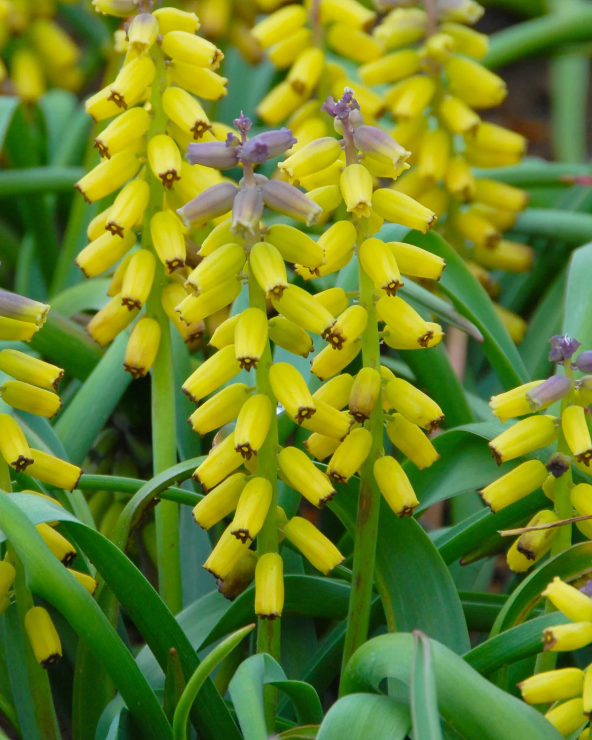 Muscari 'Golden Fragrance' - Image 2