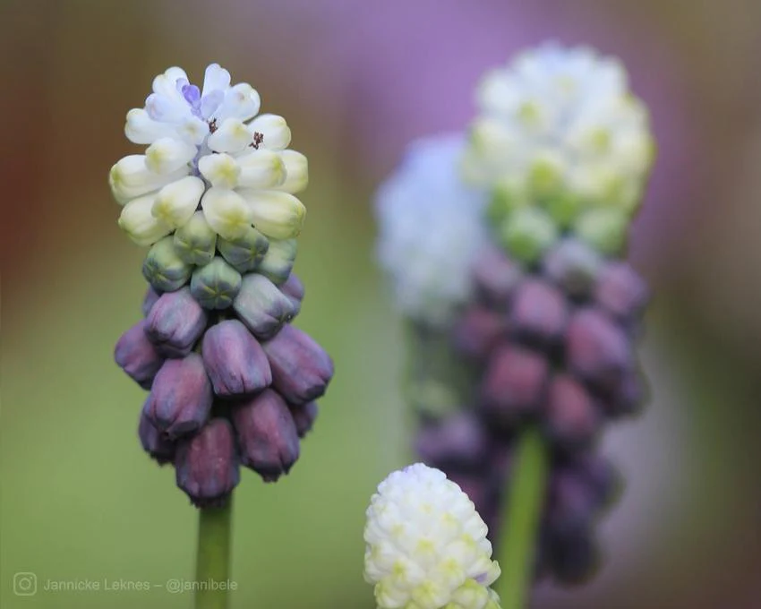 Muscari 'Grape Ice' - Image 10