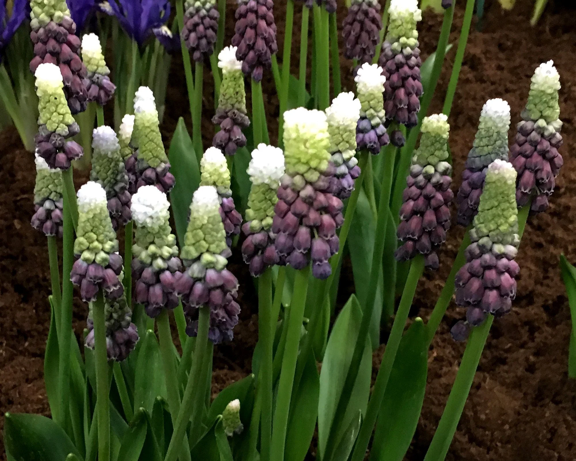 Muscari 'Grape Ice' - Image 3
