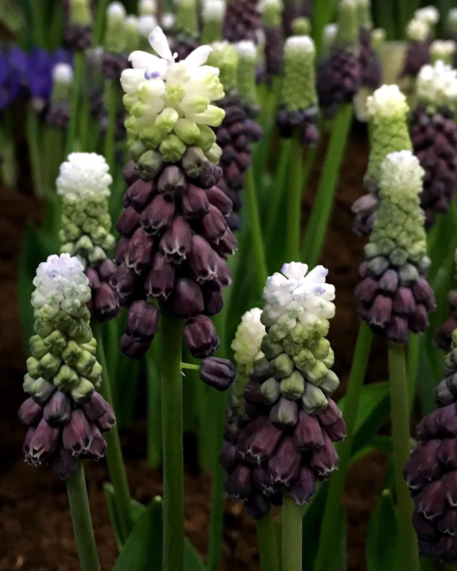 Muscari 'Grape Ice' - Image 4