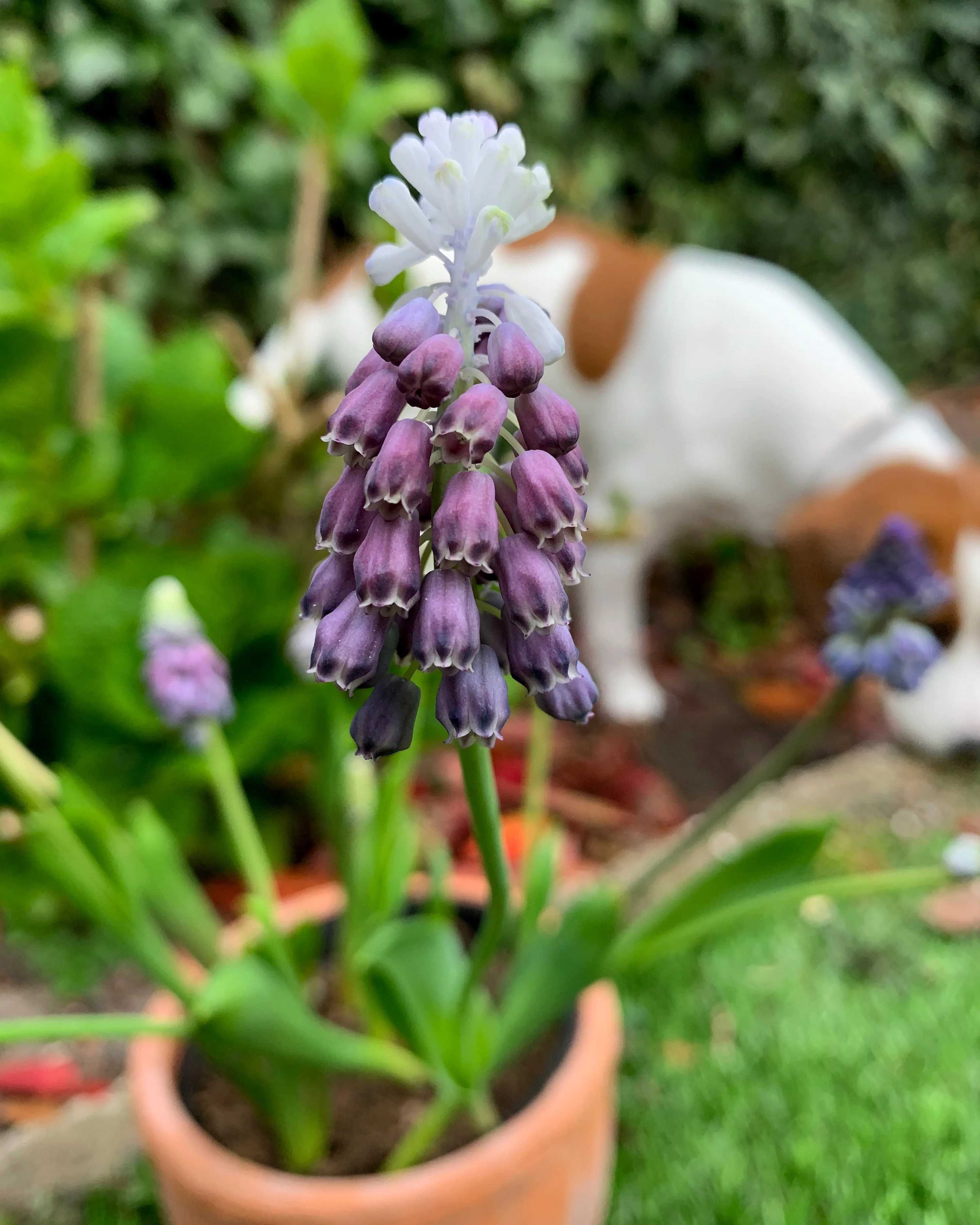 Muscari 'Grape Ice' - Image 5
