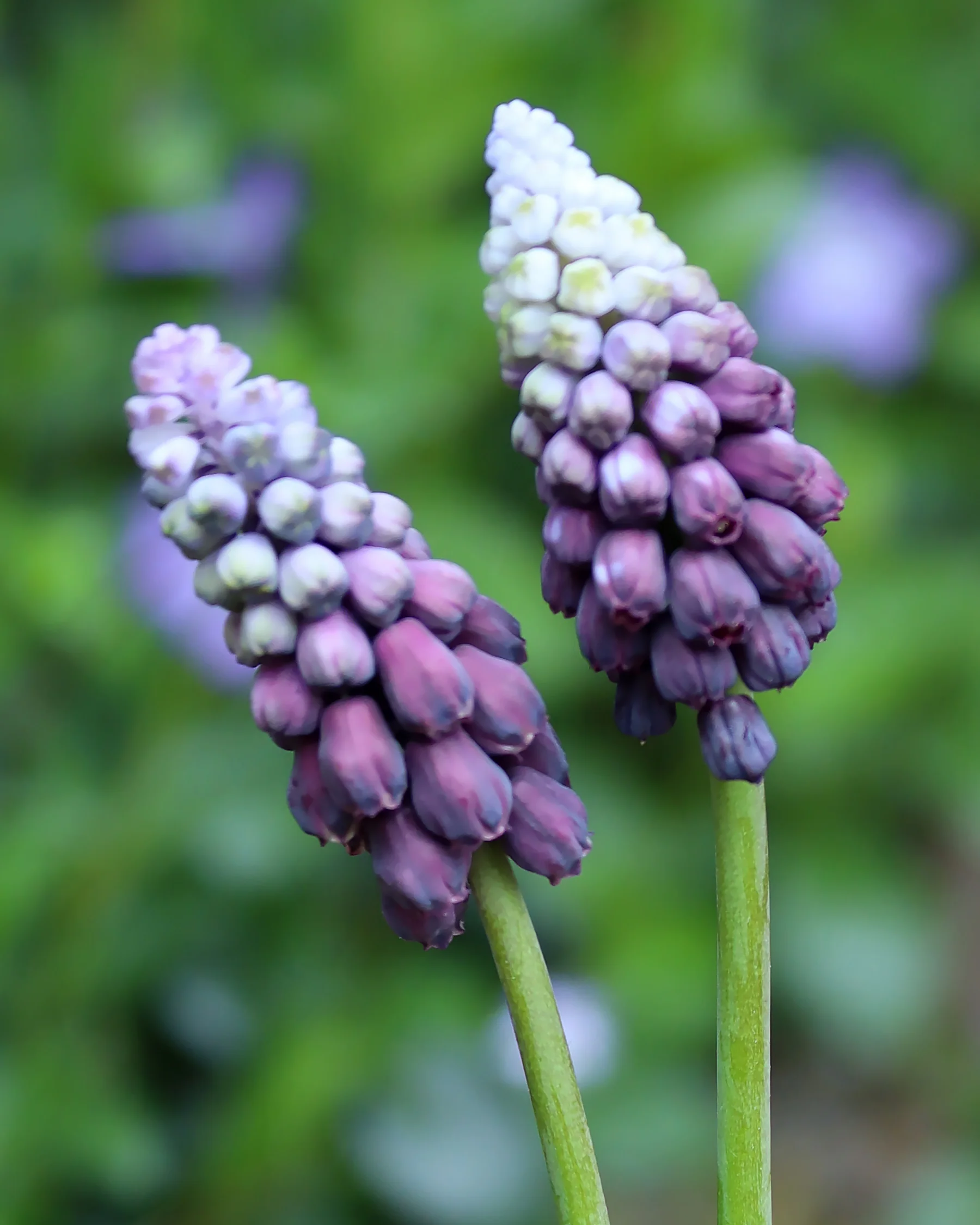 Muscari 'Grape Ice' - Image 7