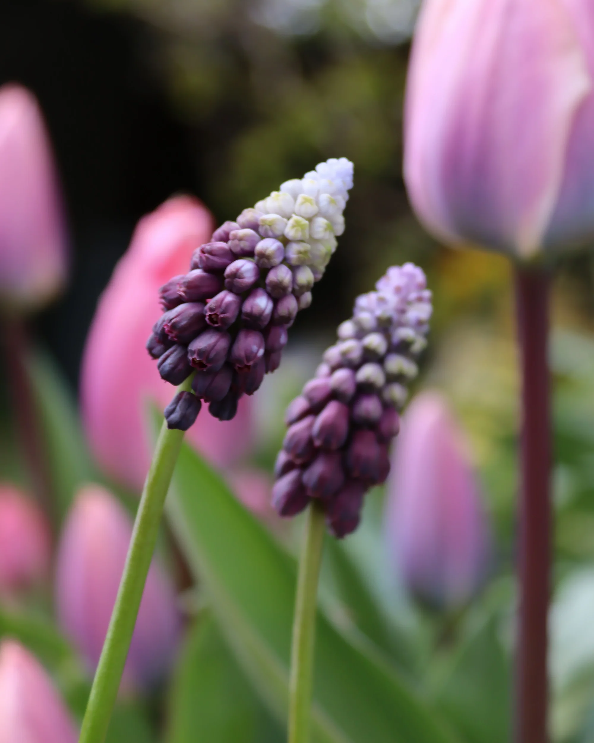 Muscari 'Grape Ice' - Image 8