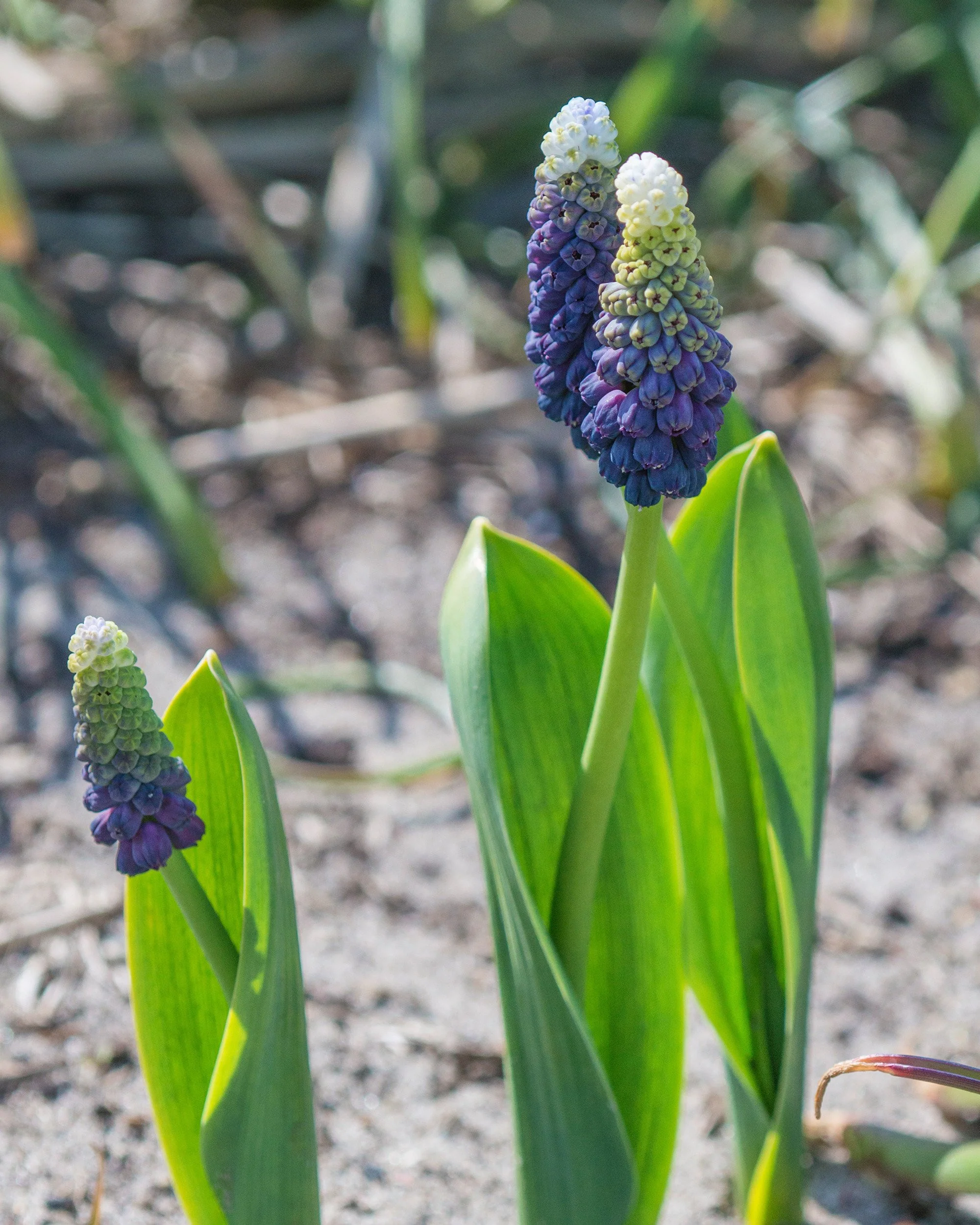 Muscari 'Grape Ice' - Image 9