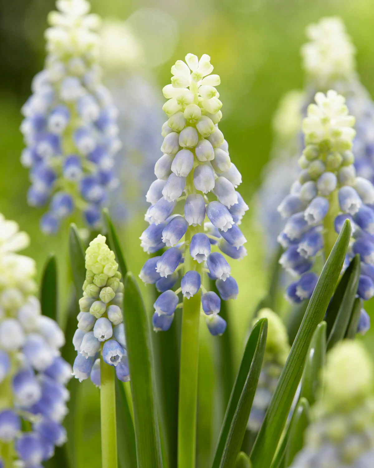Muscari 'Julia' - Image 2