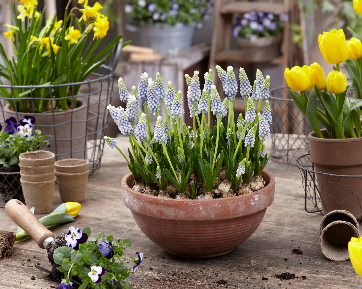 Muscari 'Julia' - Image 3