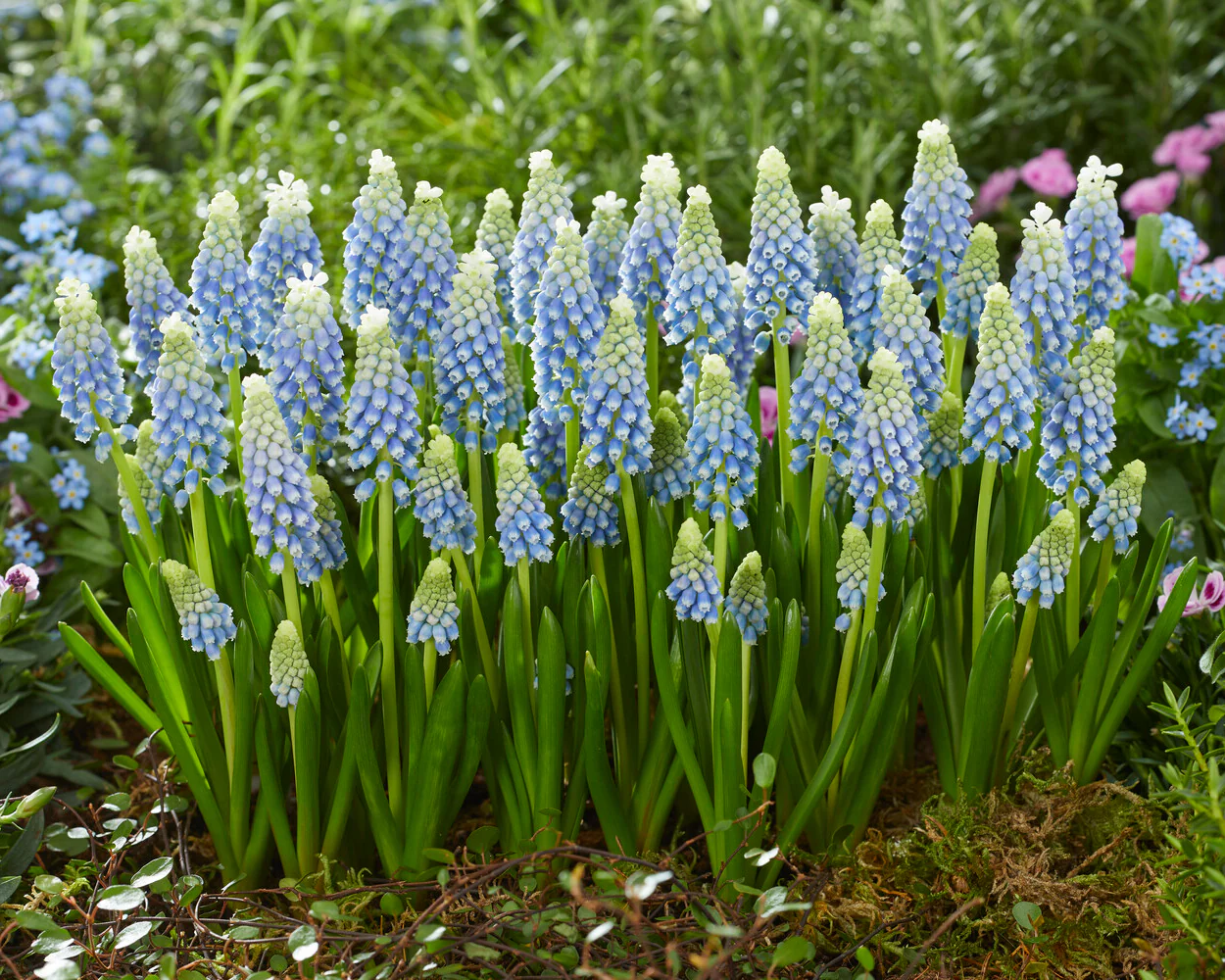 Muscari 'Julia' - Image 5