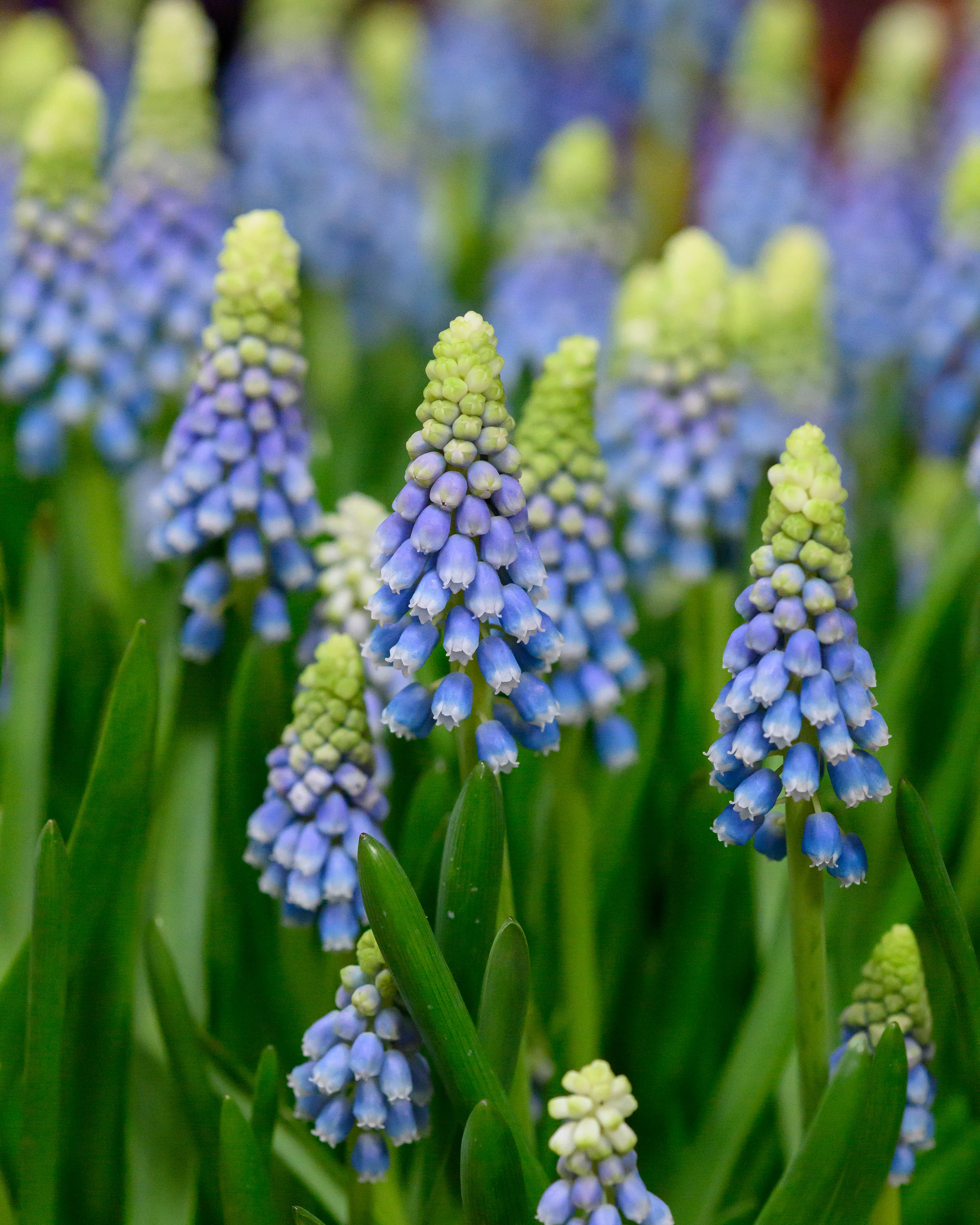 Muscari 'Julia' - Image 6
