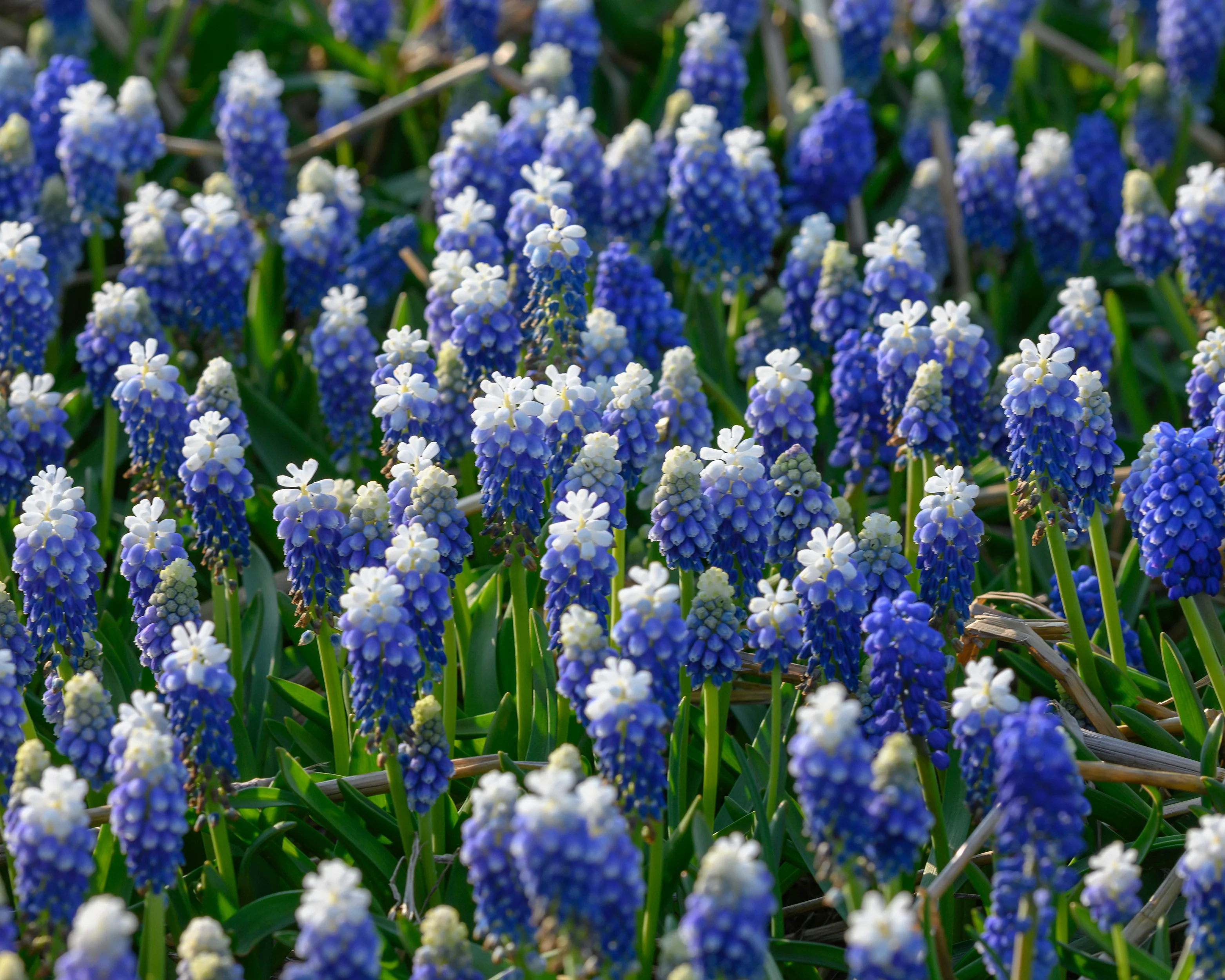 Muscari 'Julia' - Image 7