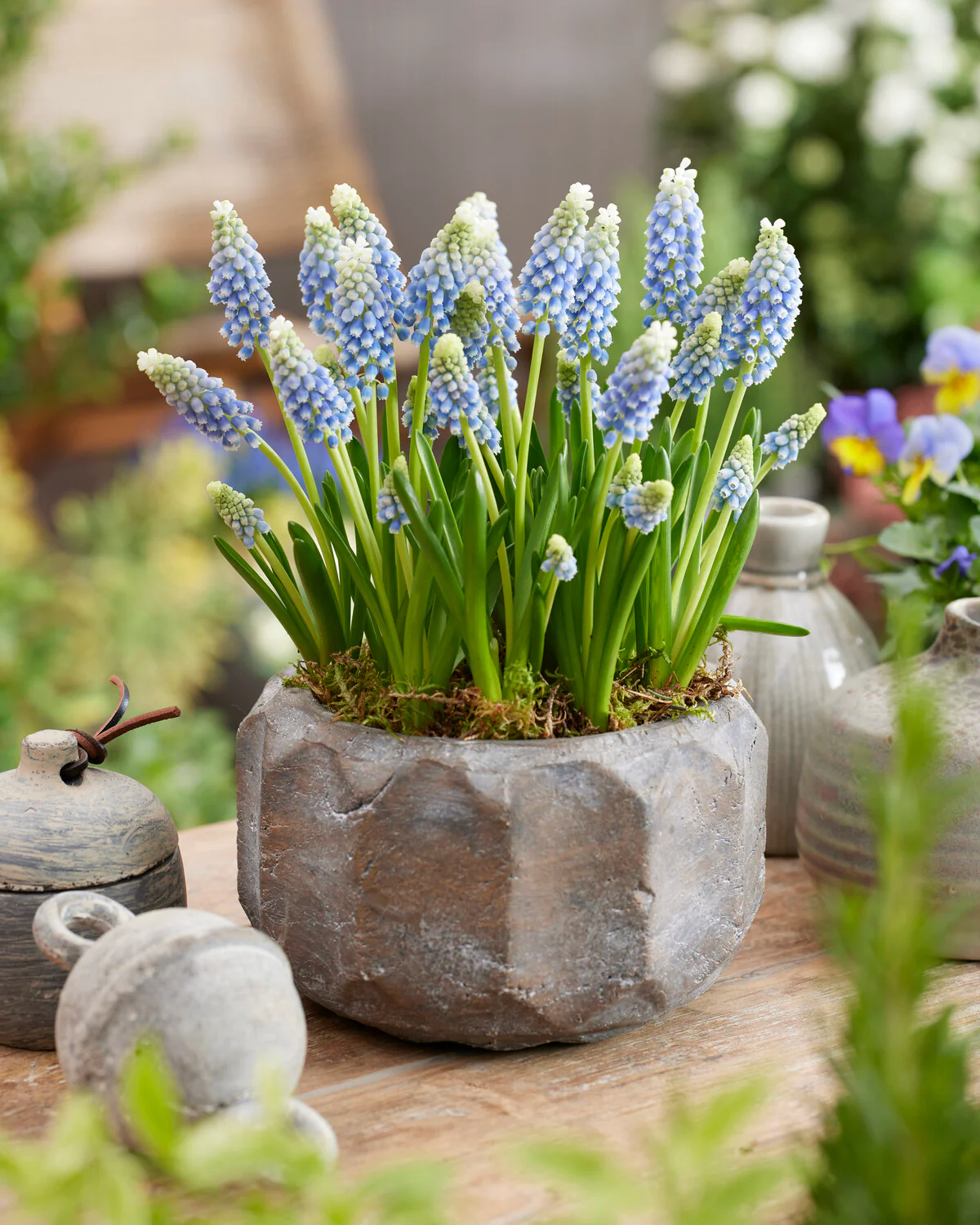 Muscari 'Julia' - Image 8