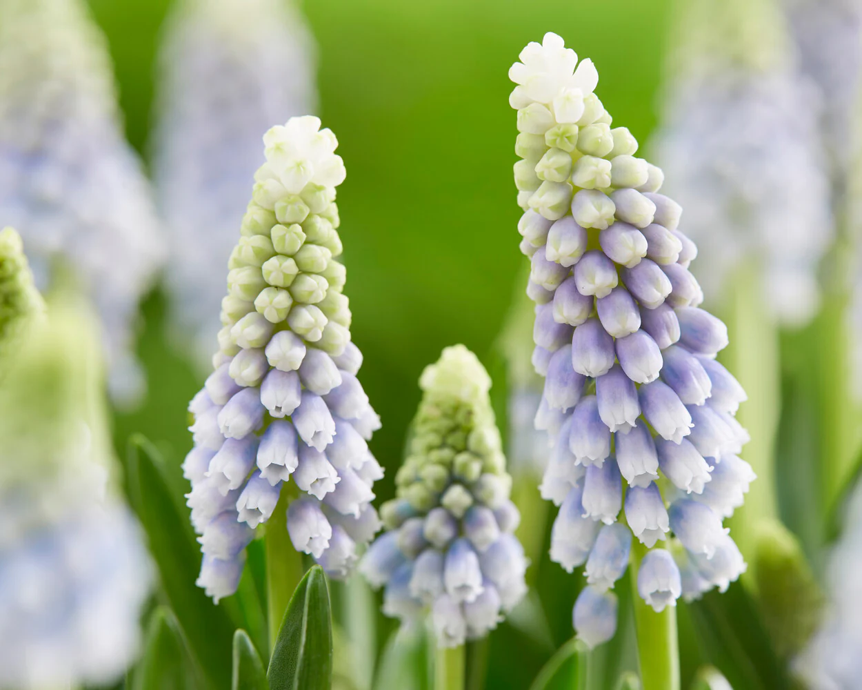 Muscari 'Julia' - Image 9
