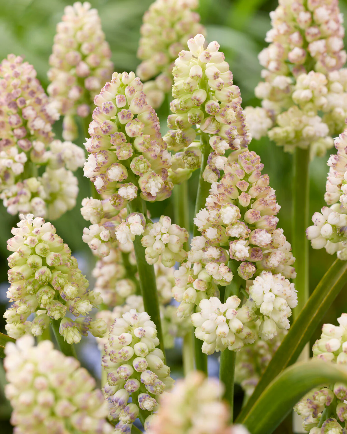 Muscari 'Lady Madonna' - Image 2