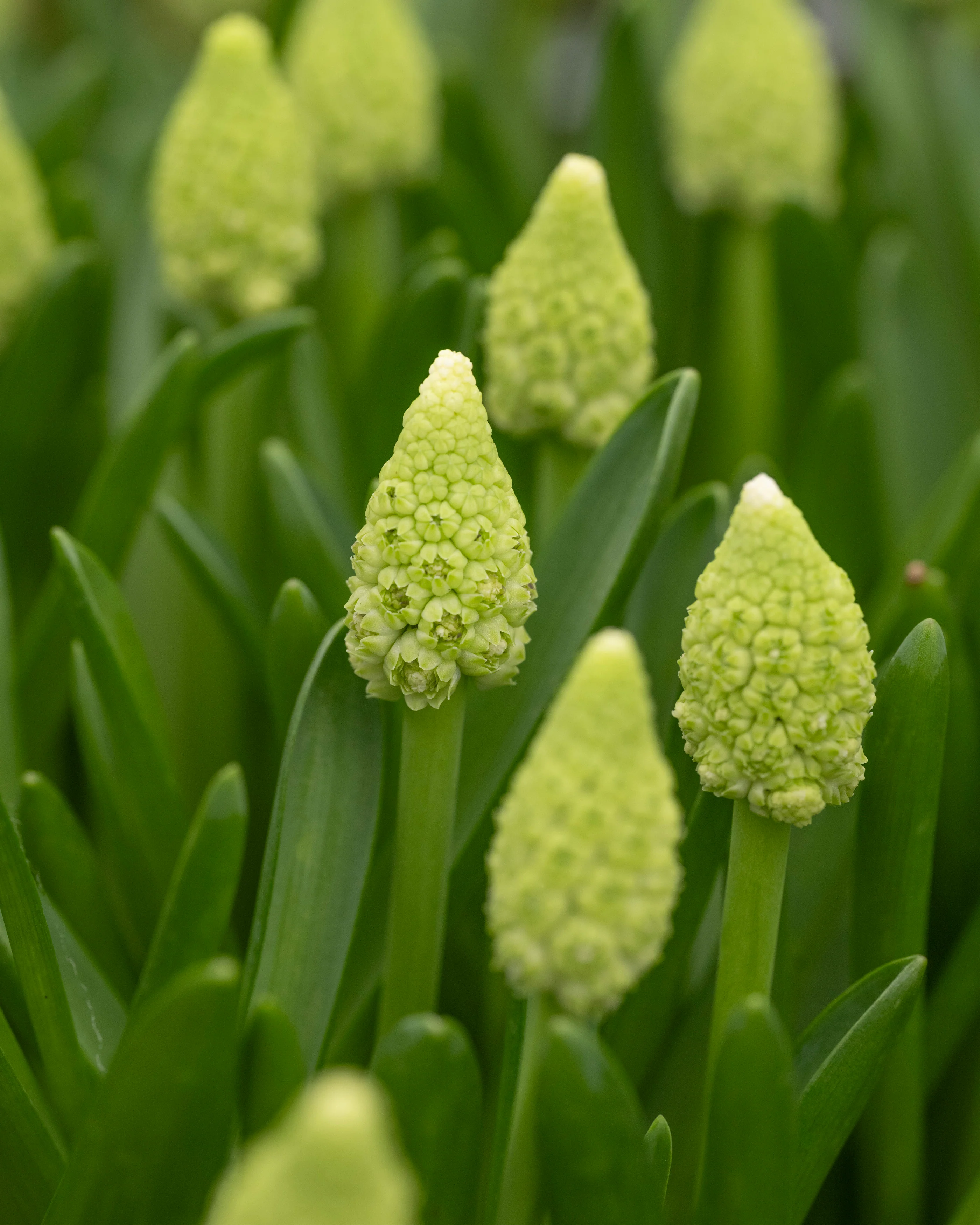 Muscari 'Lady Madonna' - Image 3