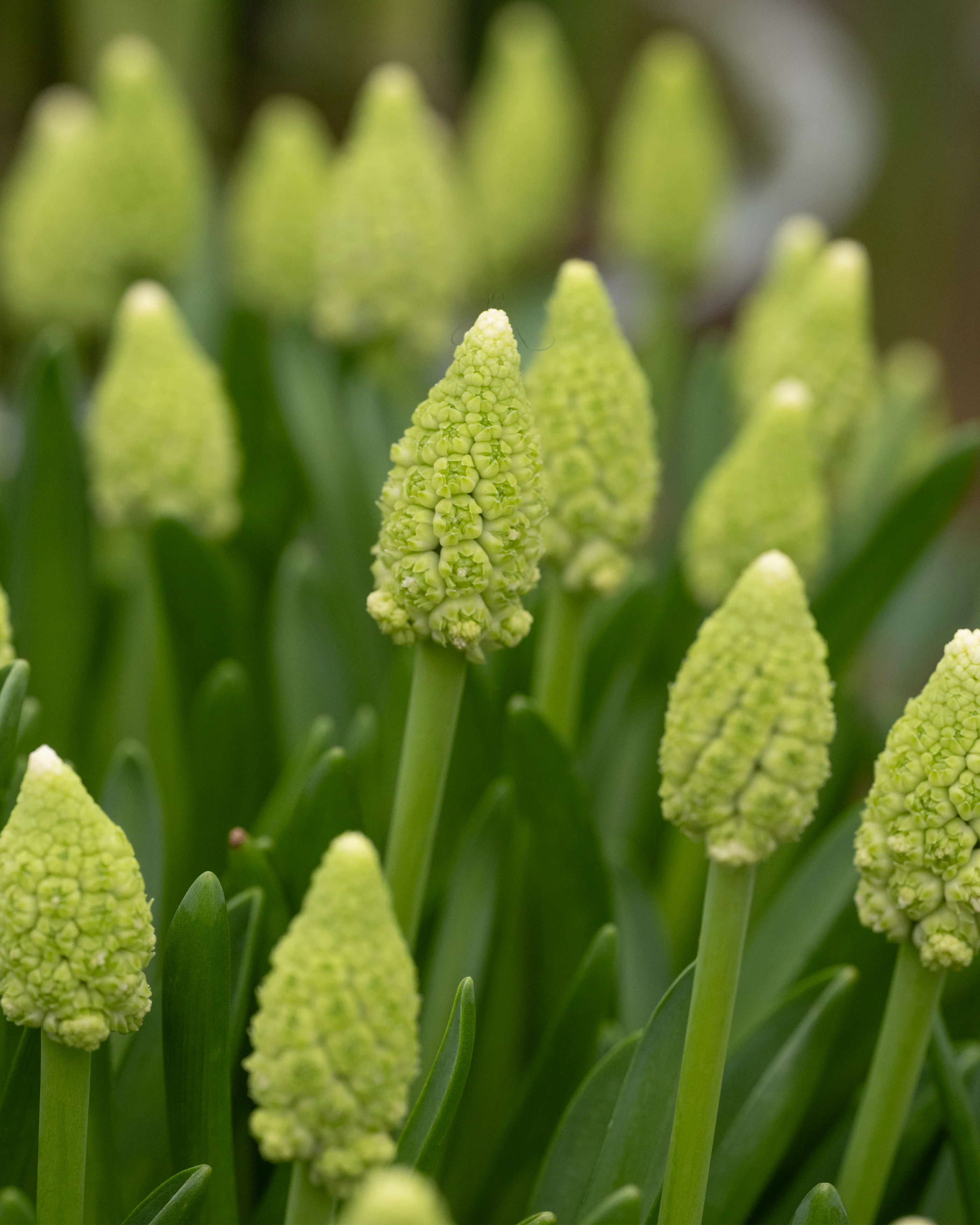 Muscari 'Lady Madonna' - Image 4