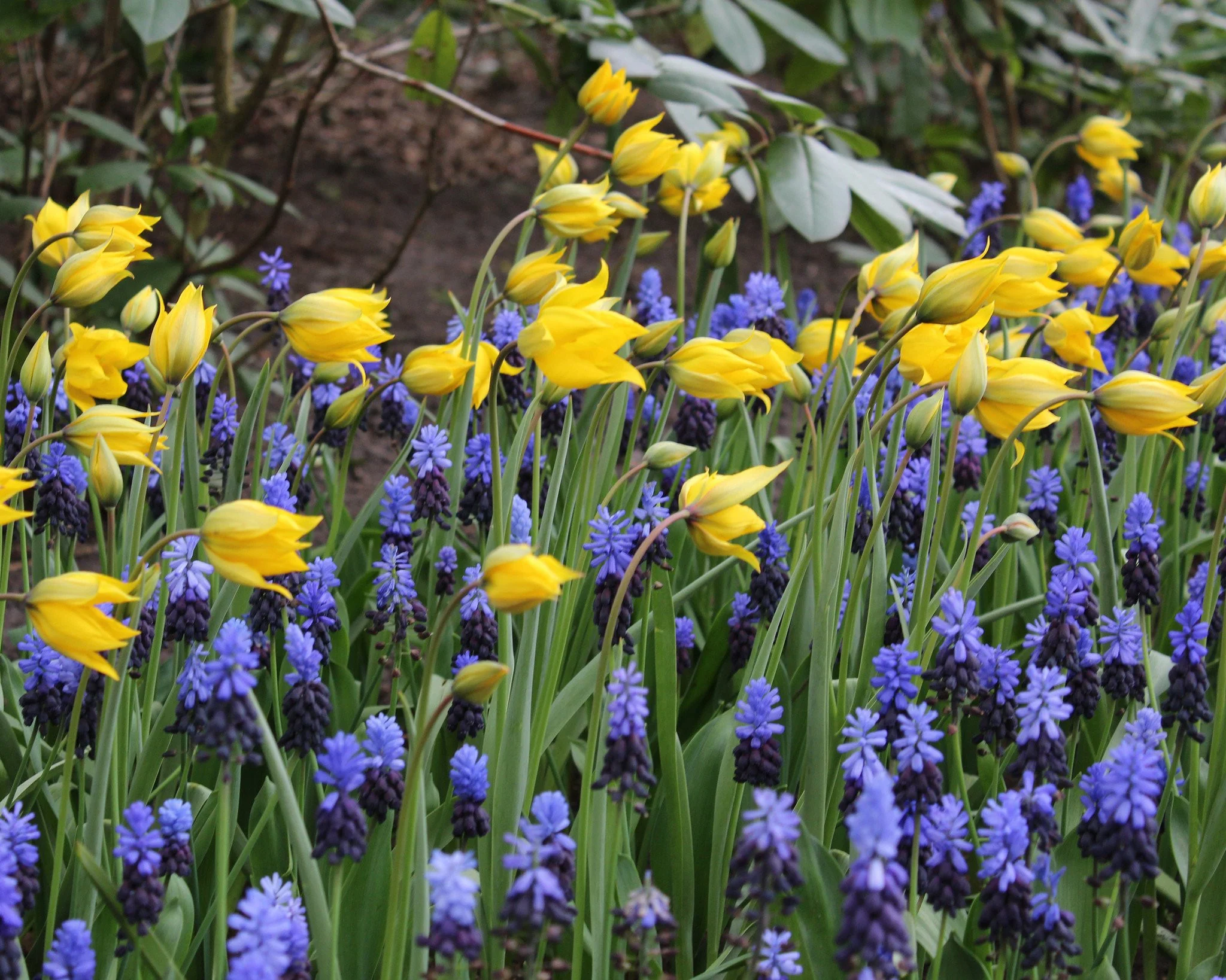 Muscari latifolium - Image 4