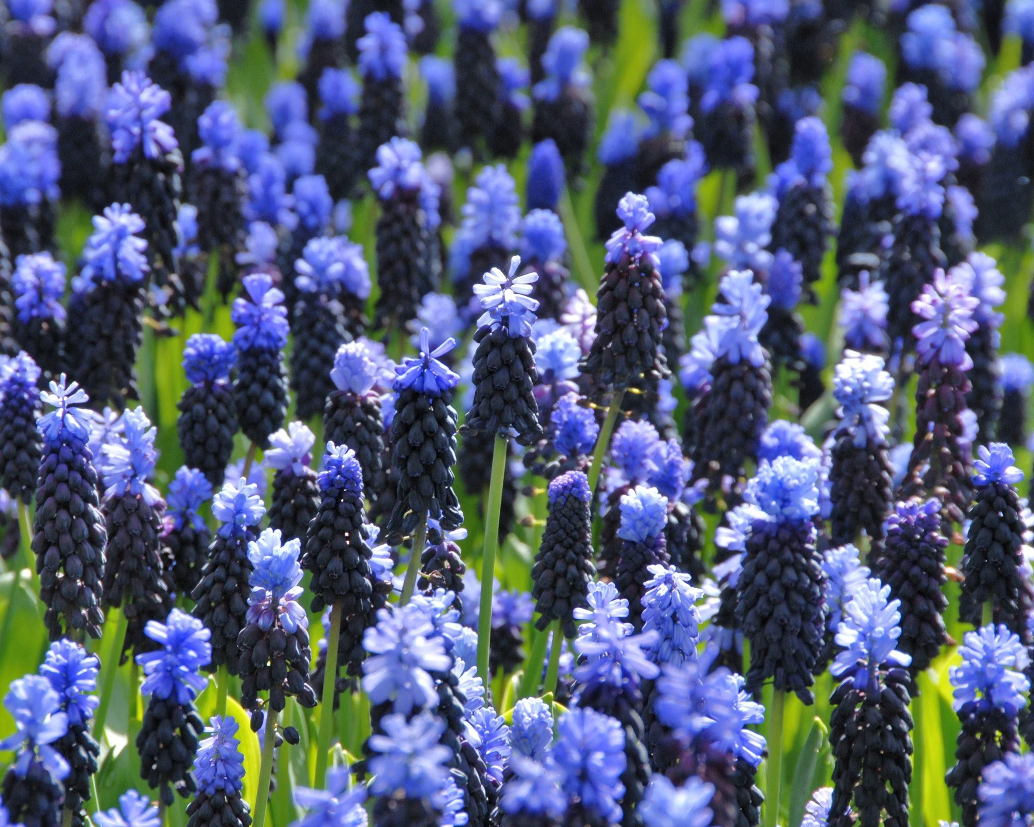 Muscari latifolium - Image 6