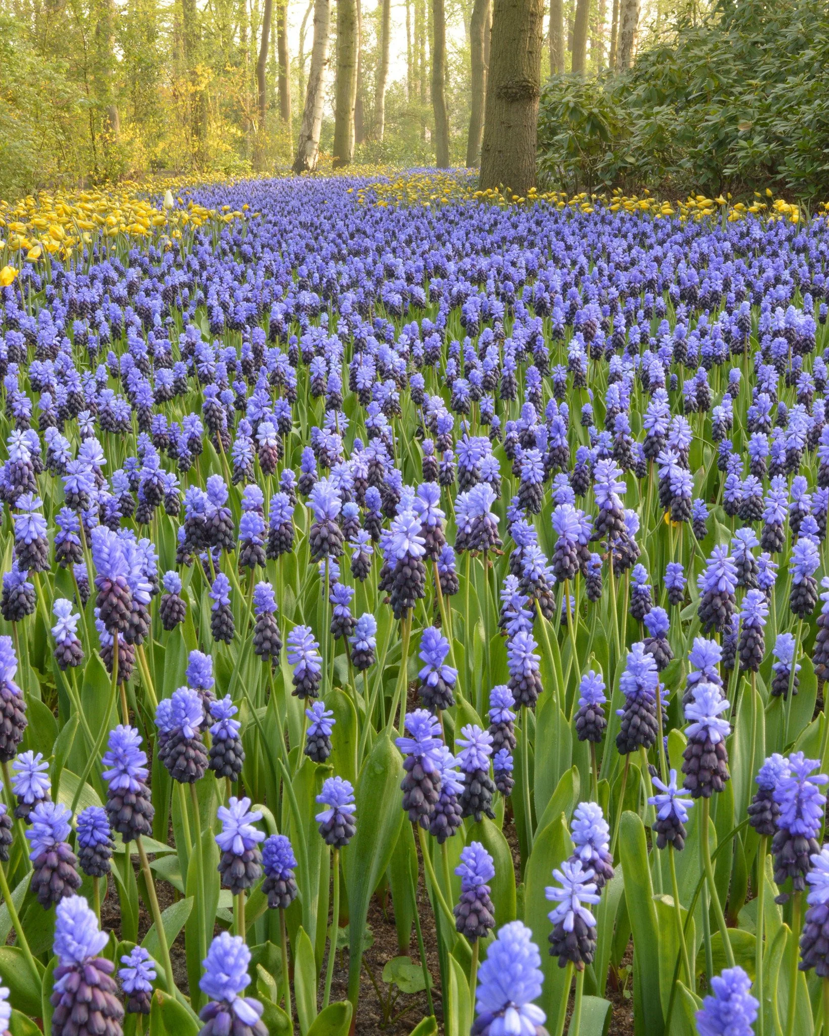 Muscari latifolium - Image 9
