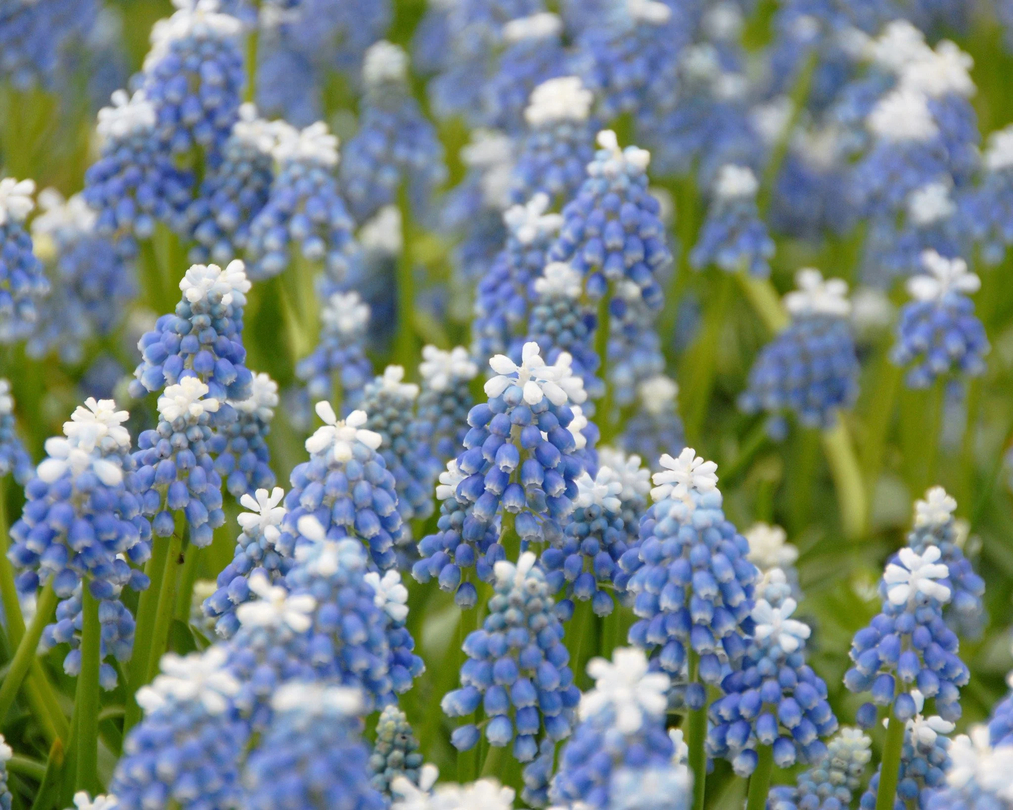 Muscari 'Mount Hood' - Image 5