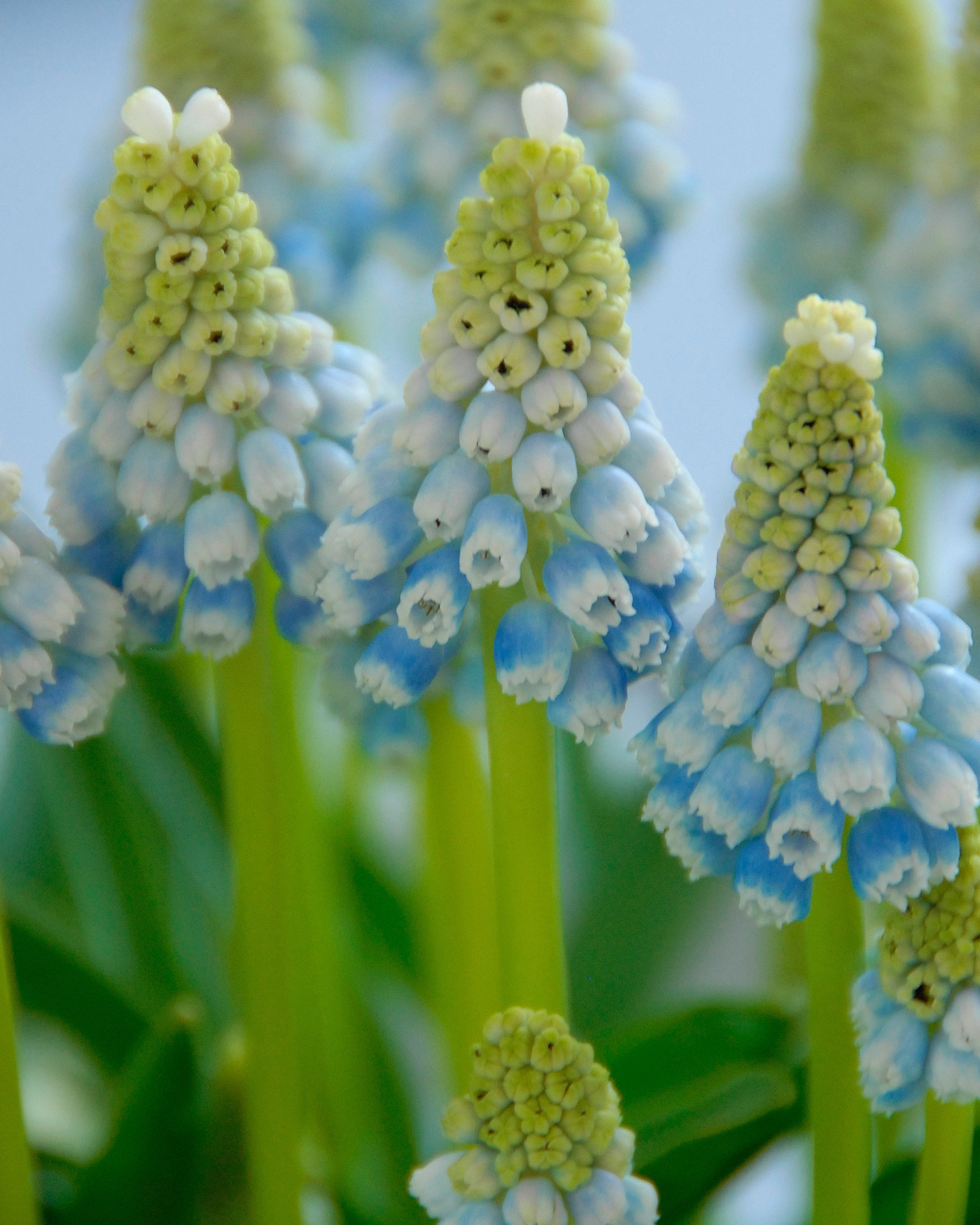 Muscari 'Mountain Lady' - Image 12