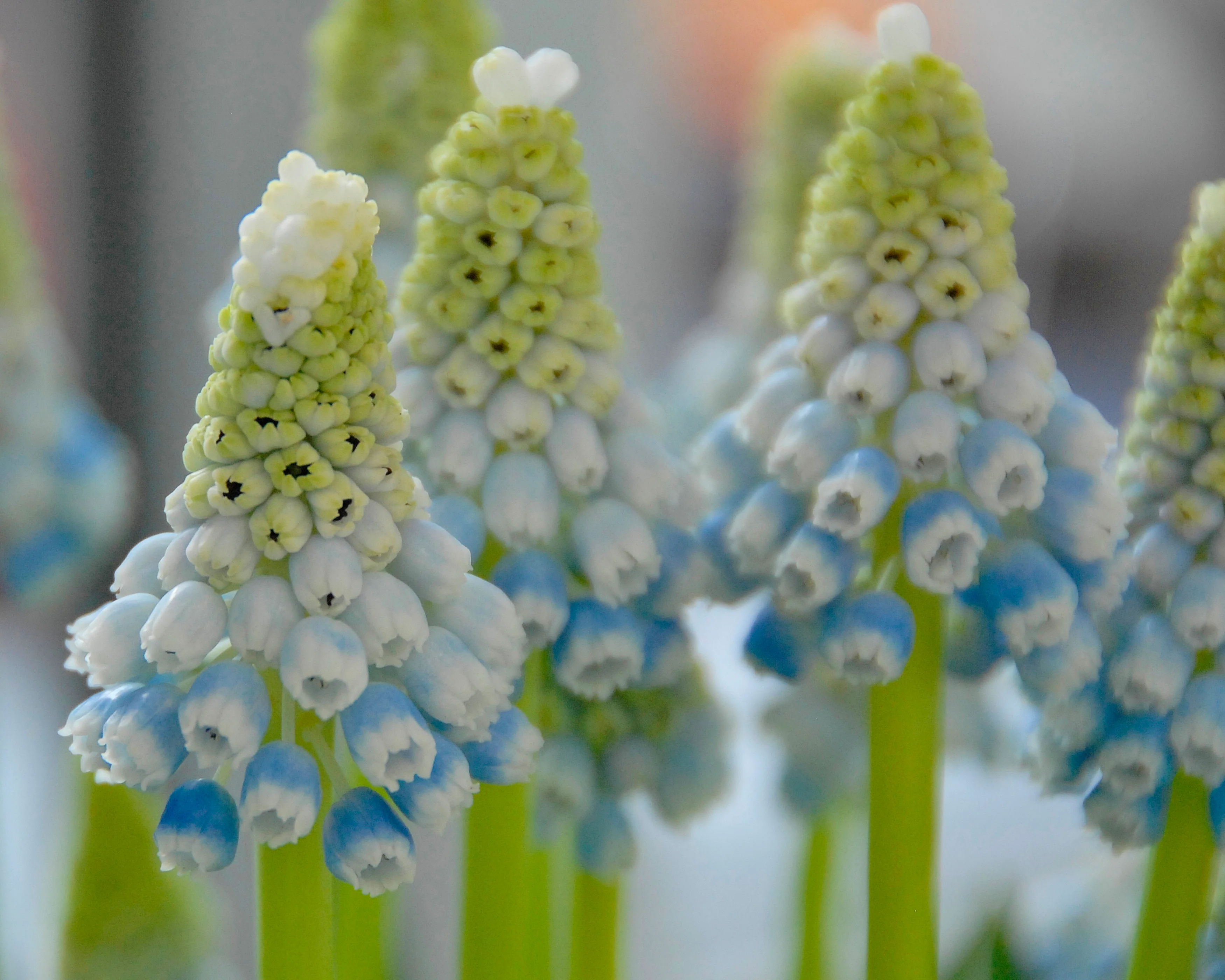 Muscari 'Mountain Lady' - Image 13