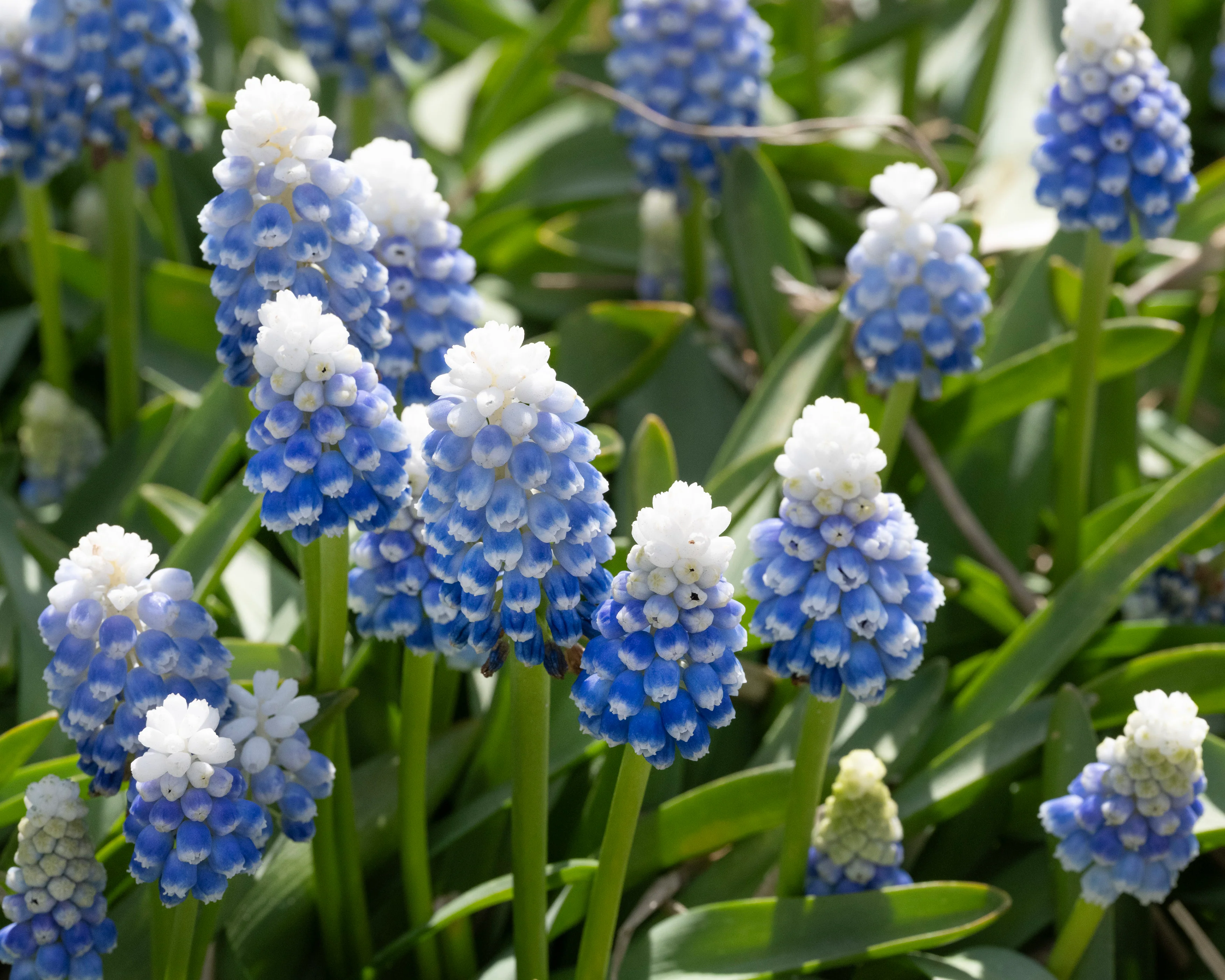 Muscari 'Mountain Lady' - Image 14