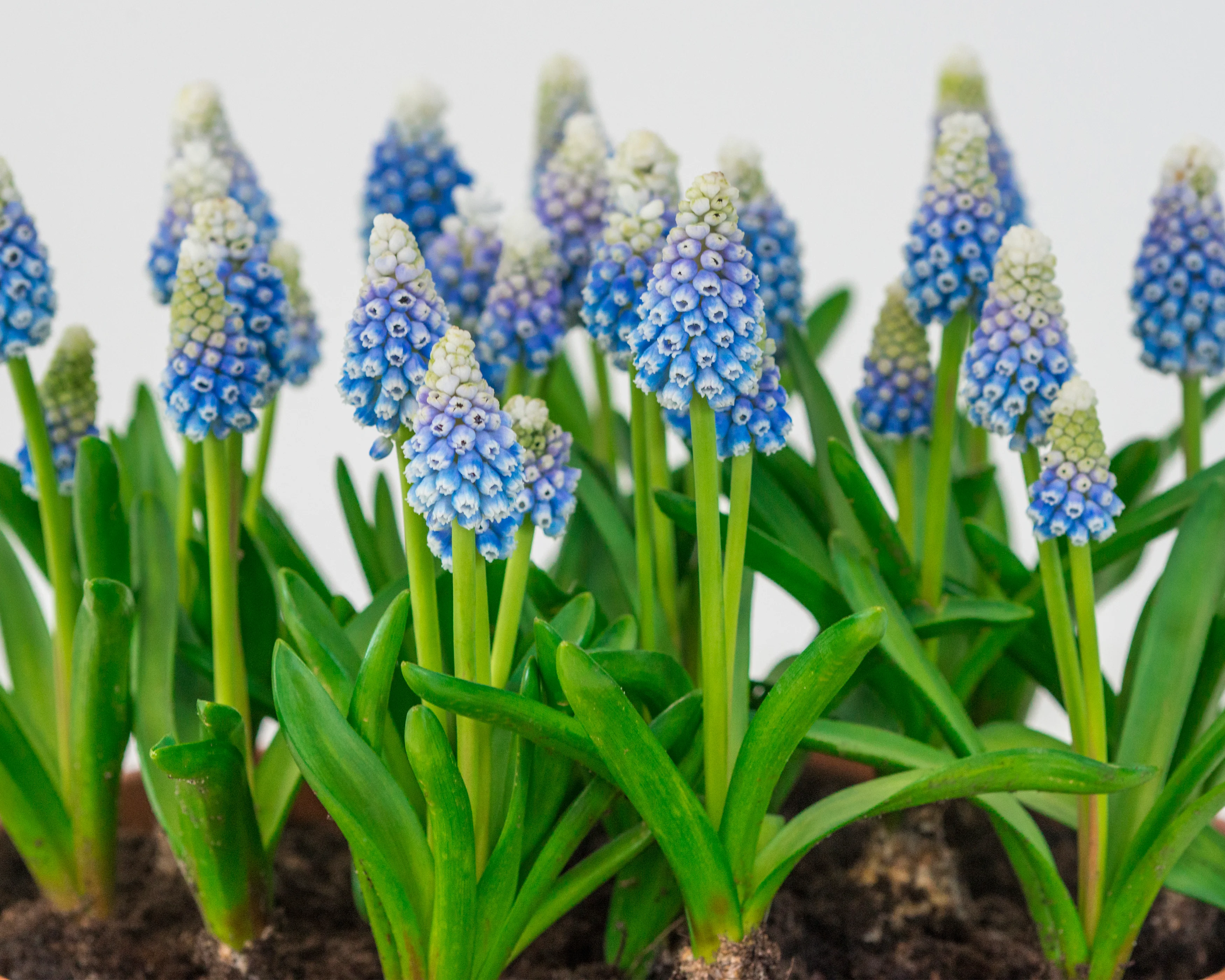 Muscari 'Mountain Lady' - Image 15