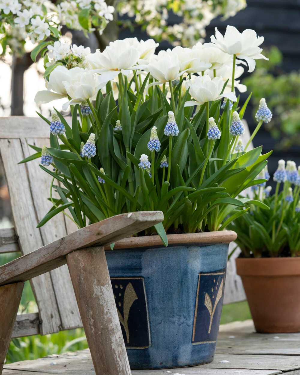 Muscari 'Mountain Lady' - Image 5