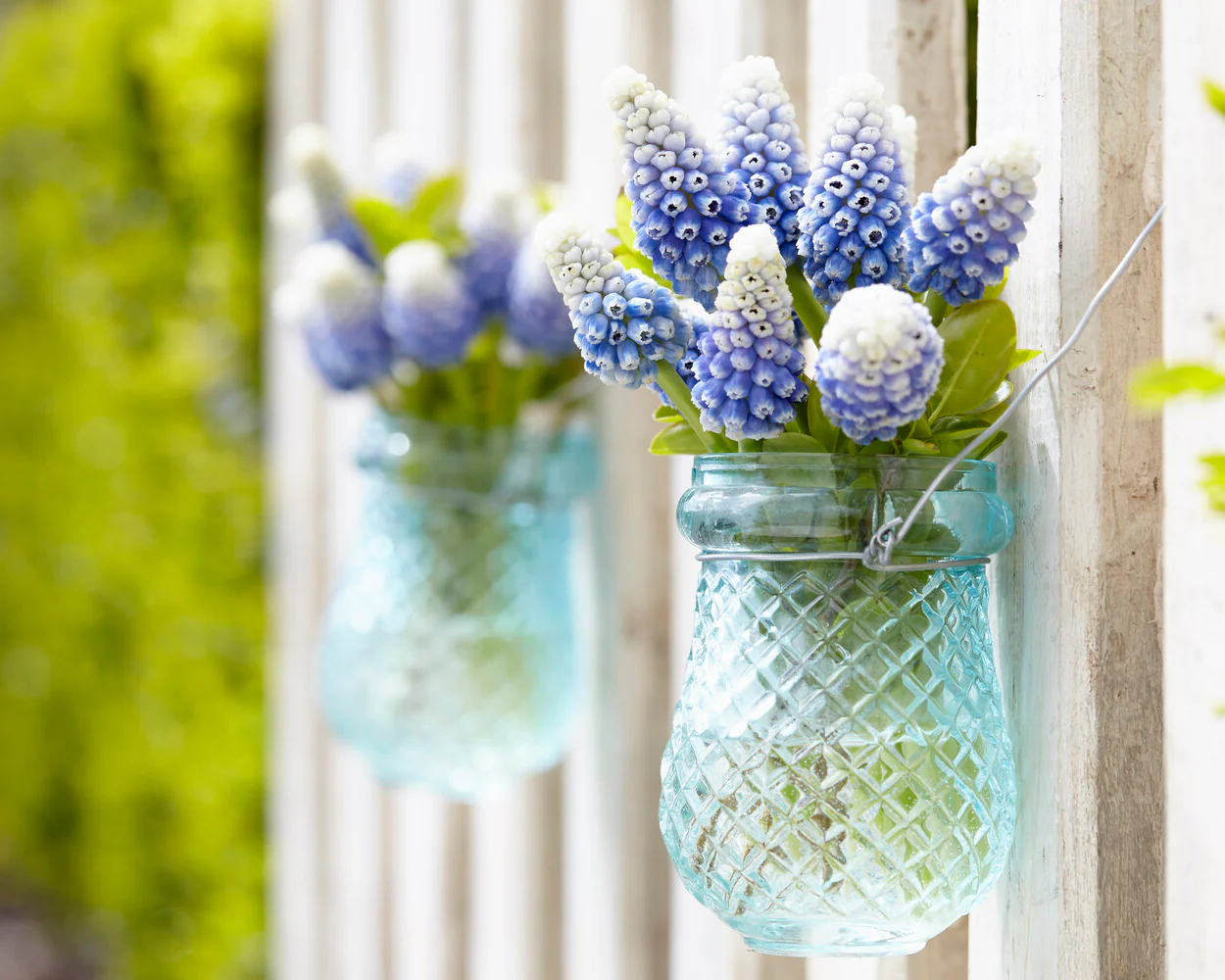 Muscari 'Mountain Lady' - Image 6