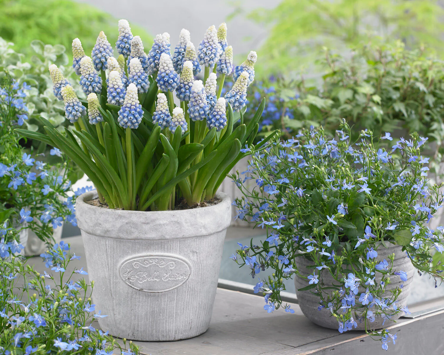 Muscari 'Mountain Lady' - Image 7