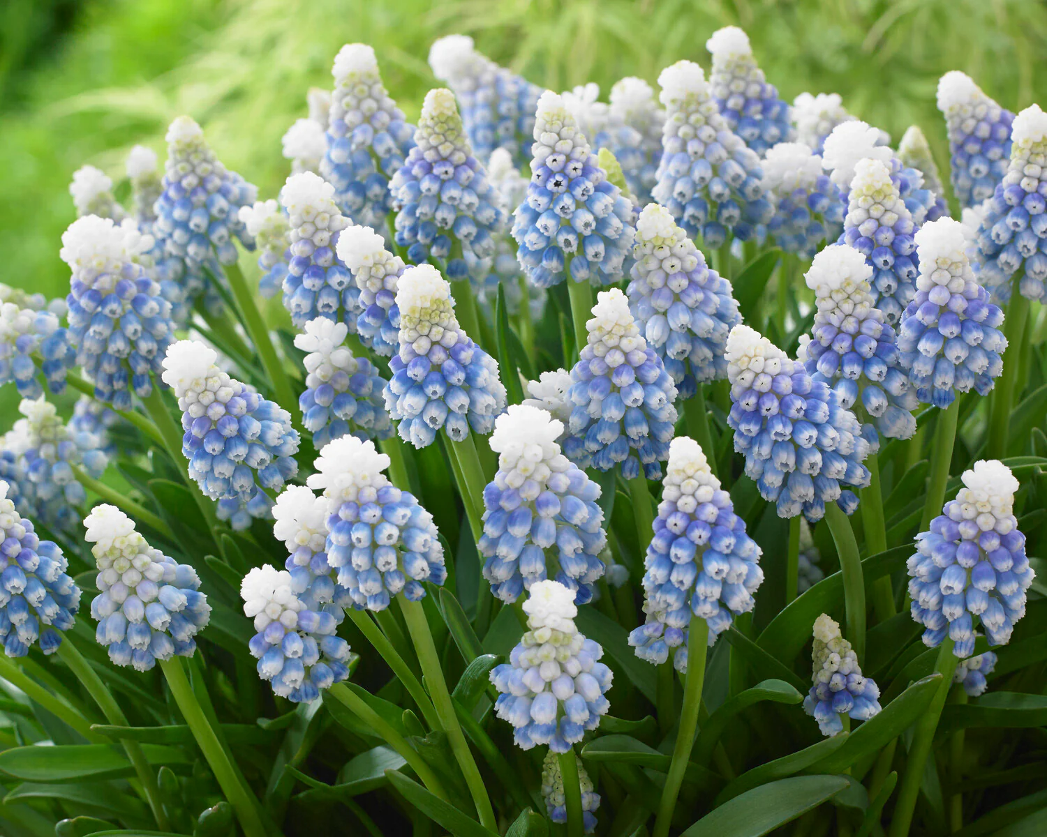 Muscari 'Mountain Lady' - Image 8