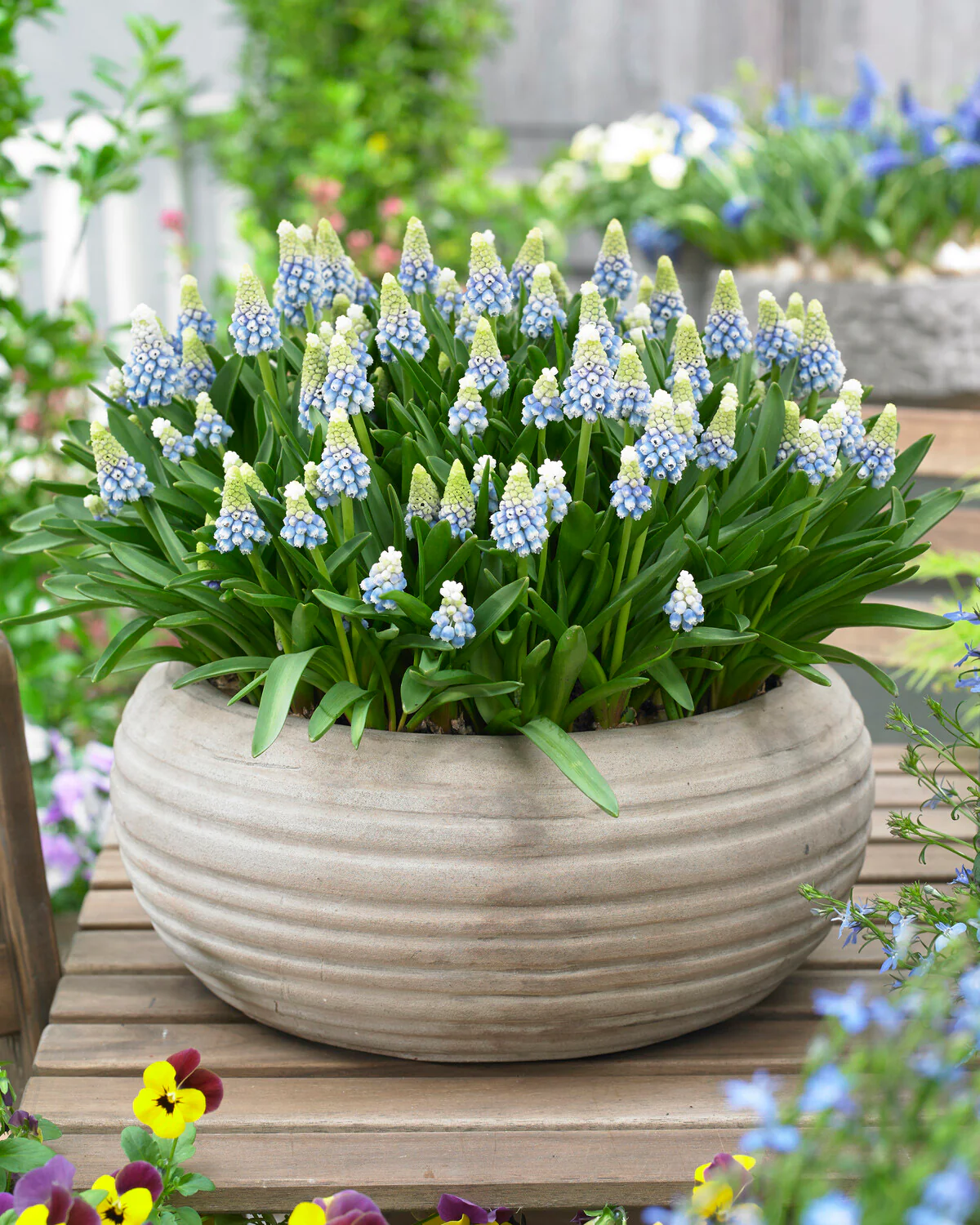Muscari 'Mountain Lady' - Image 9