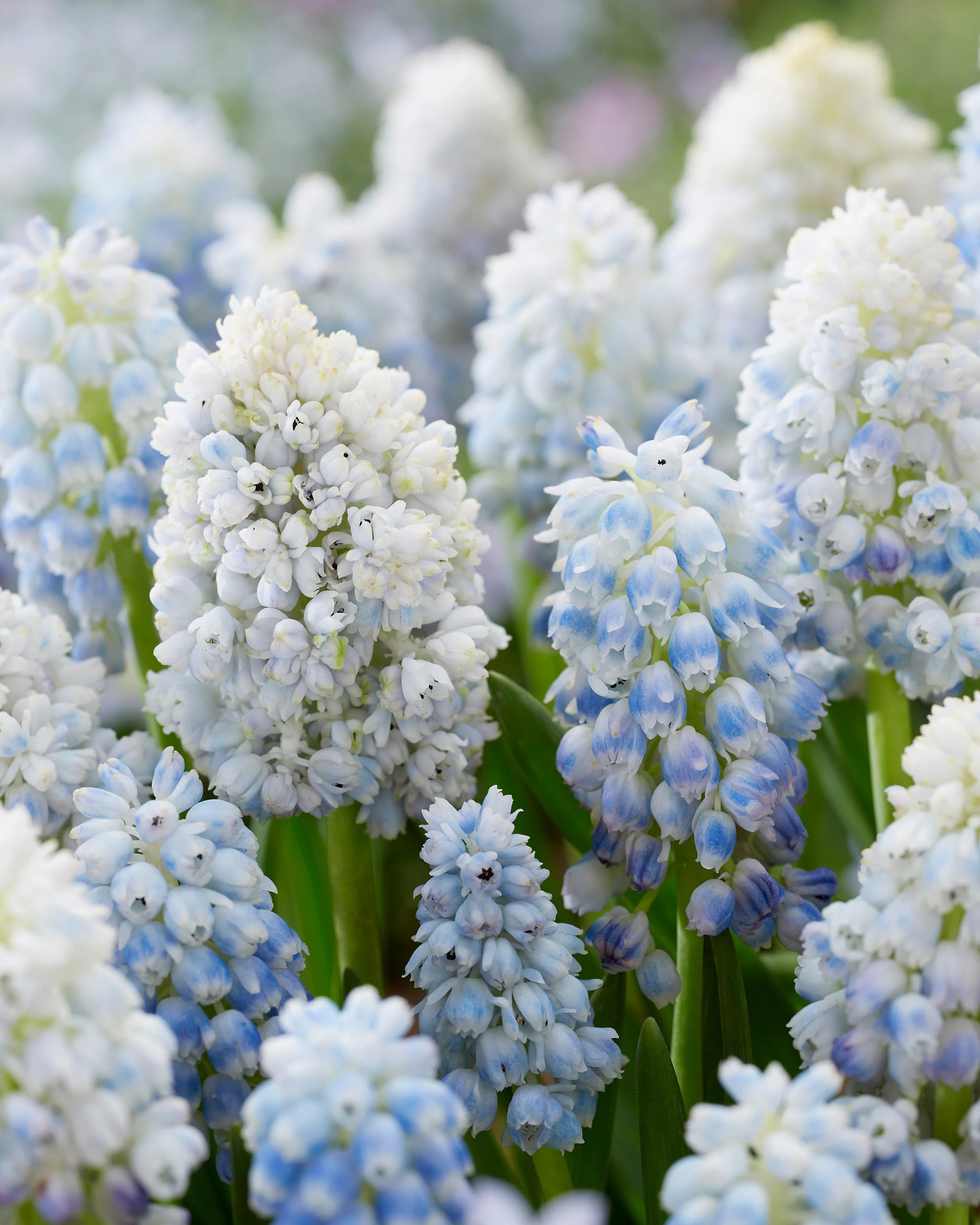 Muscari 'Nature's Beauty' - Image 3