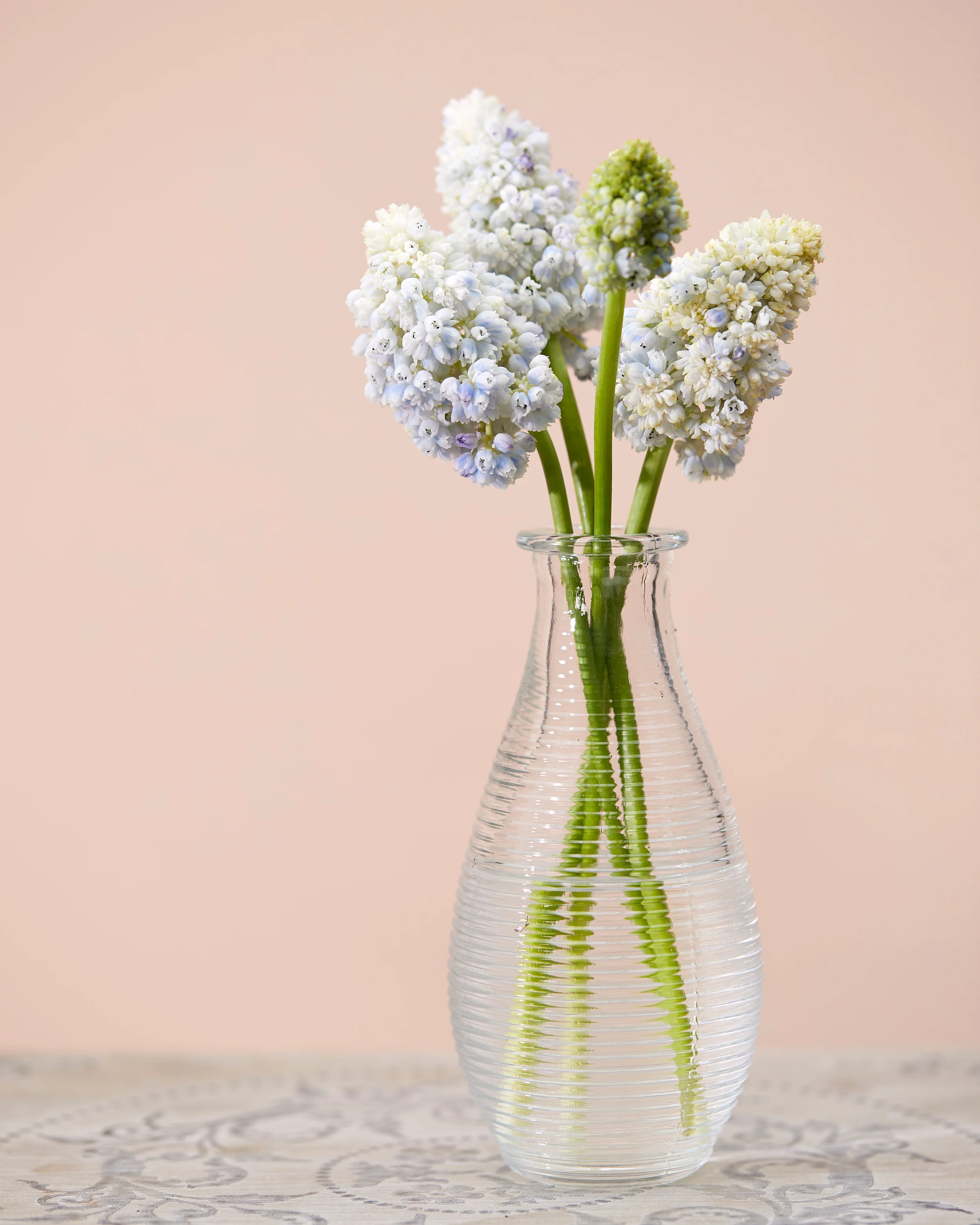 Muscari 'Nature's Beauty' - Image 4