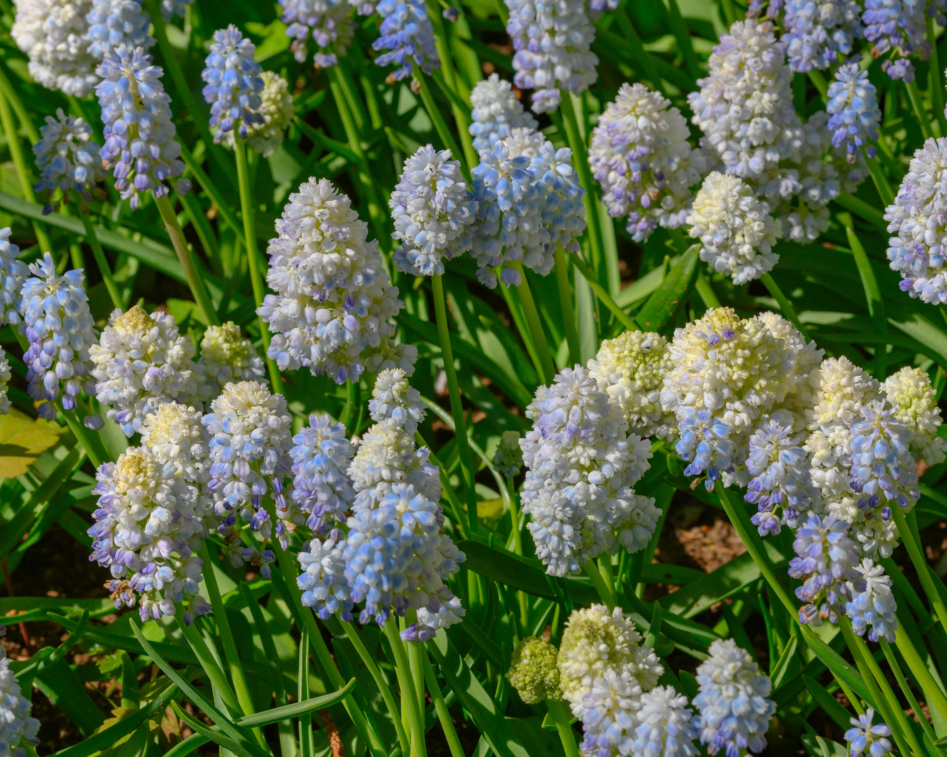 Muscari 'Nature's Beauty' - Image 7